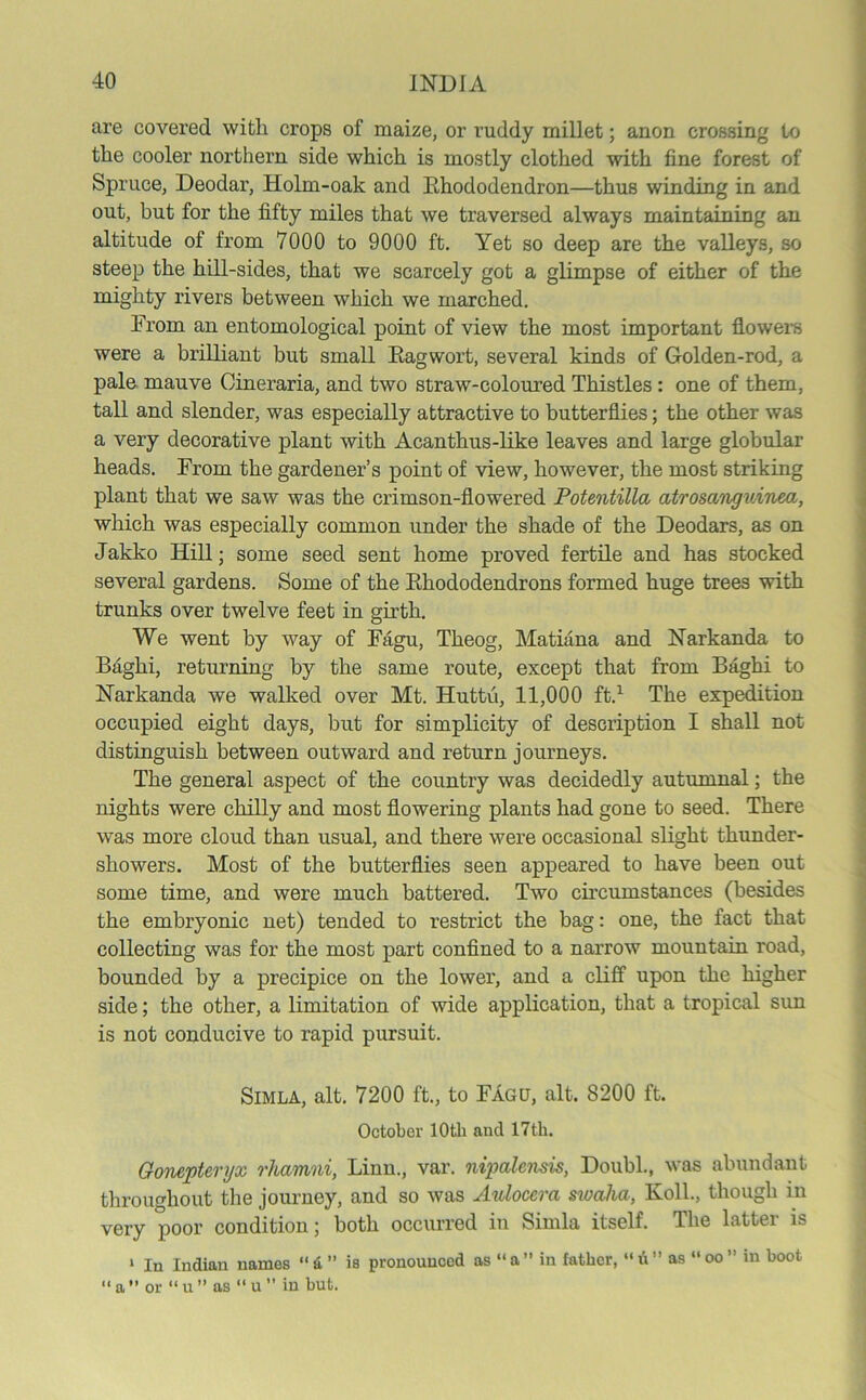 are covered with crops of maize, or ruddy millet; anon crossing to the cooler northern side which is mostly clothed with fine forest of Spruce, Deodar, Holm-oak and Rhododendron—thus winding in and out, but for the fifty miles that we traversed always maintaining an altitude of from 7000 to 9000 ft. Yet so deep are the valleys, so steep the hill-sides, that we scarcely got a glimpse of either of the mighty rivers between which we marched. From an entomological point of view the most important flowers were a brilliant but small Ragwort, several kinds of Golden-rod, a pale mauve Cineraria, and two straw-coloured Thistles : one of them, tall and slender, was especially attractive to butterflies; the other was a very decorative plant with Acanthus-like leaves and large globular heads. From the gardener’s point of view, however, the most striking plant that we saw was the crimson-flowered Potentilla atrosanguinea, which was especially common under the shade of the Deodars, as on Jakko Hill; some seed sent home proved fertile and has stocked several gardens. Some of the Rhododendrons formed huge trees with trunks over twelve feet in girth. We went by way of Fagu, Theog, Matiana and Narkanda to Baghi, returning by the same route, except that from Baghi to Narkanda we walked over Mt. Huttu, 11,000 ft.1 The expedition occupied eight days, but for simplicity of description I shall not distinguish between outward and return journeys. The general aspect of the country was decidedly autumnal; the nights were chilly and most flowering plants had gone to seed. There was more cloud than usual, and there were occasional slight thunder- showers. Most of the butterflies seen appeared to have been out some time, and were much battered. Two circumstances (besides the embryonic net) tended to restrict the bag: one, the fact that collecting was for the most part confined to a narrow mountain road, bounded by a precipice on the lower, and a cliff upon the higher side; the other, a limitation of wide application, that a tropical sun is not conducive to rapid pursuit. Simla, alt. 7200 ft., to Fagu, alt. 8200 ft. October 10th and 17th. Oonepteryx rhamni, Linn., var. nipalensis, Doubl., was abundant throughout the journey, and so was Avlocera swalia, Koll., though in very poor condition; both occurred in Simla itself. The latter is 1 In Indian names “a” is pronounced as “a in father, “li” as “oo” in boot “ a ” or “ u ” as “ u  in but.