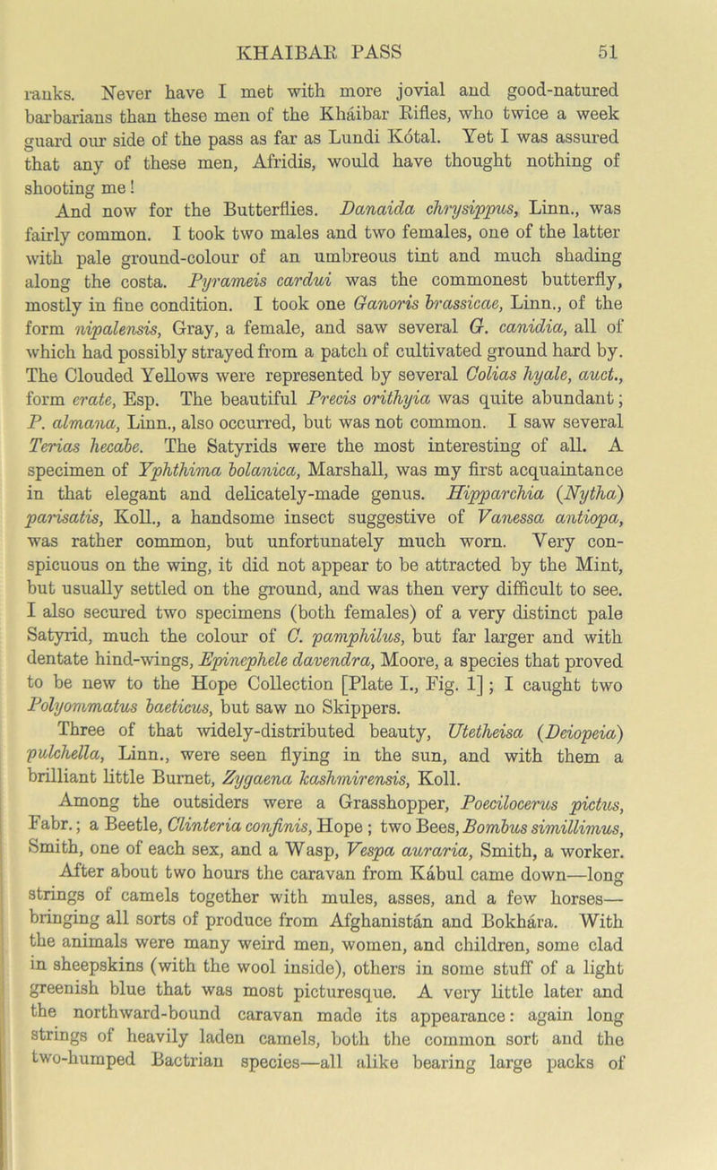 ranks. Never have I met with more jovial and good-natured barbarians than these men of the Khaibar Rifles, who twice a week guard our side of the pass as far as Lundi Kotal. Yet I was assured that any of these men, Afridis, would have thought nothing of shooting me! And now for the Butterflies. Danaida chrysippus, Linn., was fairly common. I took two males and two females, one of the latter with pale ground-colour of an umbreous tint and much shading along the costa. Pyrameis cardui was the commonest butterfly, mostly in fine condition. I took one Ganoris brassicae, Linn., of the form nipalensis, Gray, a female, and saw several G. canidia, all of which had possibly strayed from a patch of cultivated ground hard by. The Clouded Yellows were represented by several Golias hyale, ciuct., form crate,, Esp. The beautiful Precis orithyia was quite abundant; P. almana, Linn., also occurred, but was not common. I saw several Terias hecabe. The Satyrids were the most interesting of all. A specimen of Yphthima bolanica, Marshall, was my first acquaintance in that elegant and delicately-made genus. Hipparchia (Nytha) parisatis, Koll., a handsome insect suggestive of Vanessa antiopa, was rather common, but unfortunately much worn. Very con- spicuous on the wing, it did not appear to be attracted by the Mint, but usually settled on the ground, and was then very difficult to see. I also secured two specimens (both females) of a very distinct pale Satyrid, much the colour of G. pamphihcs, but far larger and with dentate hind-wings, Epinephele davendra, Moore, a species that proved to be new to the Hope Collection [Plate I., Fig. 1]; I caught two Polyommatus baeticus, but saw no Skippers. Three of that widely-distributed beauty, Utetheisa (Deiopeia) pulchella, Linn., were seen flying in the sun, and with them a brilliant little Burnet, Zygaena kashmirensis, Koll. Among the outsiders were a Grasshopper, Poecilocerus pictus, Fabr.; a Beetle, Glinteria con finis, Hope; two Bees, Bombus simillimus, Smith, one of each sex, and a Wasp, Vespa auraria, Smith, a worker. After about two hours the caravan from Kabul came down—loner strings of camels together with mules, asses, and a few horses— bringing all sorts of produce from Afghanistan and Bokhara. With the animals were many weird men, women, and children, some clad in sheepskins (with the wool inside), others in some stuff of a light greenish blue that was most picturesque. A very little later and the northward-bound caravan made its appearance: again long strings of heavily laden camels, both the common sort and the two-humped Bactrian species—all alike bearing large packs of