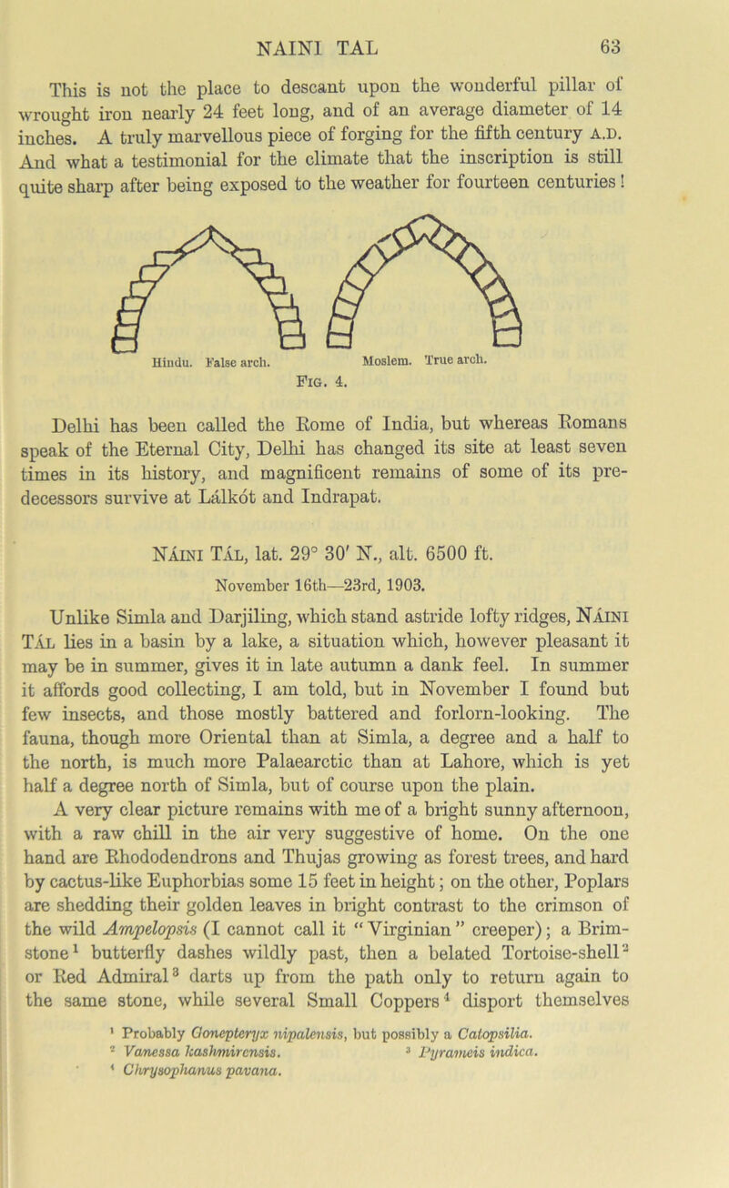 This is not the place to descant upon the wonderful pillar of wrought iron nearly 24 feet long, and of an average diameter of 14 inches. A truly marvellous piece of forging for the fifth century a.d. And what a testimonial for the climate that the inscription is still quite sharp after being exposed to the weather for fourteen centuries! Fig. 4. Delhi has been called the Eome of India, but whereas Romans speak of the Eternal City, Delhi has changed its site at least seven times in its history, and magnificent remains of some of its pre- decessors survive at Lalkot and Indrapat. Naini Tal, lat. 29° 30' N., alt. 6500 ft. November 16th—23rd, 1903. Unlike Simla and Darjiling, which stand astride lofty ridges, Naini Tal lies in a basin by a lake, a situation which, however pleasant it may be in summer, gives it in late autumn a dank feel. In summer it affords good collecting, I am told, but in November I found but few insects, and those mostly battered and forlorn-looking. The fauna, though more Oriental than at Simla, a degree and a half to the north, is much more Palaearctic than at Lahore, which is yet half a degree north of Simla, but of course upon the plain. A very clear picture remains with me of a bright sunny afternoon, with a raw chill in the air very suggestive of home. On the one hand are Rhododendrons and Thujas growing as forest trees, and hard by cactus-like Euphorbias some 15 feet in height; on the other, Poplars are shedding their golden leaves in bright contrast to the crimson of the wild Ampelopsis (I cannot call it “ Virginian ” creeper); a Brim- stone1 butterfly dashes wildly past, then a belated Tortoise-shelP or Red Admiral3 darts up from the path only to return again to the same stone, while several Small Coppers1 disport themselves 1 Probably Goneptcryx nipalensis, but possibly a Caiopsilia. 2 Vanessa kashmir cnsis. 3 Pyrameis indica. ' Chrysophanus pavana.