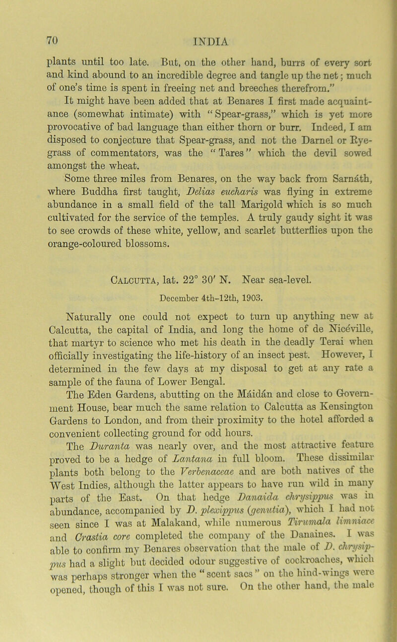 plants until too late. But, on the other hand, burrs of every sort and kind abound to an incredible degree and tangle up the net; much of one’s time is spent in treeing net and breeches therefrom.” It might have been added that at Benares I first made acquaint- ance (somewhat intimate) with “ Spear-grass,” which is yet more provocative of bad language than either thorn or burr. Indeed, I am disposed to conjecture that Spear-grass, and not the Darnel or Bye- grass of commentators, was the “ Tares ” which the devil sowed amongst the wheat. Some three miles from Benares, on the way back from Sarnath, where Buddha first taught, Delias eucharis was flying in extreme abundance in a small field of the tall Marigold which is so much cultivated for the service of the temples. A truly gaudy sight it was to see crowds of these white, yellow, and scarlet butterflies upon the orange-coloured blossoms. Calcutta, lat. 22° 30' N. Near sea-level. December 4th-12th, 1903. Naturally one could not expect to turn up any tiling new at Calcutta, the capital of India, and long the home of de Niceville, that martyr to science who met his death in the deadly Terai when officially investigating the life-history of an insect pest. However, I determined in the few days at my disposal to get at any rate a sample of the fauna of Lower Bengal. The Eden Gardens, abutting on the Maidan and close to Govern- ment House, bear much the same relation to Calcutta as Kensington Gardens to London, and from their proximity to the hotel afforded a convenient collecting ground for odd hours. The Duranta was nearly over, and the most attractive feature proved to be a hedge of Lantana in full bloom. These dissimilar plants both belong to the Verbcnaceae and are both natives of the West Indies, although the latter appears to have run wild in many parts of the East. On that hedge Danaida chrysippus was in abundance, accompanied by D. plexippus (genutia), which I had not seen since I was at Malakand, while numerous Tirumala limniacc and Crastia core completed the company of the Danaines. I was able to confirm my Benares observation that the male of D. chrysip- pus had a slight but decided odour suggestive of cockroaches, which was perhaps stronger when the “ scent sacs ” on the hind-wings were opened, though of this I was not sure. On the other hand, the male