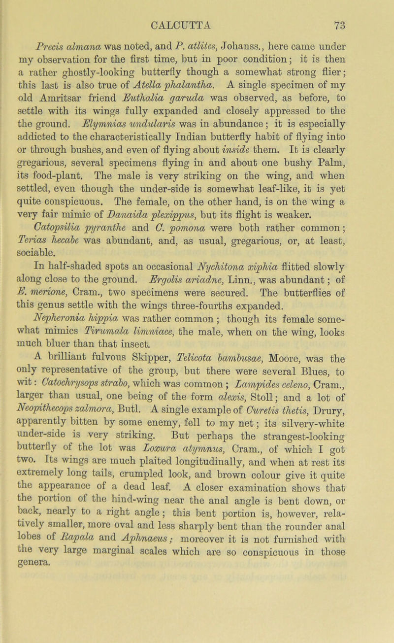 Precis edmana was noted, and P. atlitcs, Johanss., here came under my observation for the first time, but in poor condition; it is then a rather ghostly-looking butterlly though a somewhat strong flier; this last is also true of Atella phalantha. A single specimen of my old Amritsar friend Eutlmlia garuda was observed, as before, to settle with its wings fully expanded and closely appressed to the the ground. Elymnias undularis was in abundance; it is especially addicted to the characteristically Indian butterfly habit of flying into or through bushes, and even of flying about inside them. It is clearly gregarious, several specimens flying in and about one bushy Palm, its food-plant. The male is very striking on the wing, and when settled, even though the under-side is somewhat leaf-like, it is yet quite conspicuous. The female, on the other hand, is on the wing a very fair mimic of Danaida plexippus, but its flight is weaker. Catopsilia pyranthe and 0. pomona were both rather common; Terias hecabe was abundant, and, as usual, gregarious, or, at least, sociable. In half-shaded spots an occasional Nychitona xiphia flitted slowly along close to the ground. Ergolis ariadne, Linn., was abundant; of E. merione, Cram., two specimens were secured. The butterflies of this genus settle with the wings three-fourths expanded. Nepheronia hippia was rather common ; though its female some- what mimics Twumcda limniace, the male, when on the wing, looks much bluer than that insect. A brilliant fulvous Skipper, Telicota bambusae, Moore, was the only representative of the group, but there were several Blues, to wit: Catochrysops strabo, which was common ; Lampides celeno, Cram., larger than usual, one being of the form edexis, Stoll; and a lot of Neopithecops zalmora, Butl. A single example of Guretis thetis, Drury, apparently bitten by some enemy, fell to my net; its silvery-white under-side is very striking. But perhaps the strangest-looking butterfly of the lot was Loxura atymnus, Cram., of which I got two. Its wings are much plaited longitudinally, and when at rest its extremely long tails, crumpled look, and brown colour give it quite the appearance of a dead leaf. A closer examination shows that the portion of the hind-wing near the anal angle is bent down, or back, nearly to a right angle; this bent portion is, however, rela- tively smaller, more oval and less sharply bent than the rounder anal lobes of liapeda and Aphnaeus; moreover it is not furnished with the very large marginal scales which are so conspicuous in those genera.