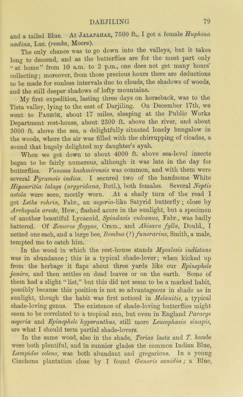 and a tailed Blue. At Jalapahar, 7500 ft., I got a female Huphina nadina, Luc. (reviba, Moore). The only chance was to go down into the valleys, but it takes long to descend, and as the butterflies are for the most part only “ at° home ” from 10 a.m. to 2 p.m., one does not get many hours’ collecting; moreover, from those precious hours there are deductions to be made for sunless intervals due to clouds, the shadows of woods, and the still deeper shadows of lofty mountains. My first expedition, lasting three days on horseback, was to the Tista valley, lying to the east of Darjiling. On December 17th, we went to Pash6k, about 17 miles, sleeping at the Public Works Department rest-house, about 2300 ft. above the river, and about 3000 ft. above the sea, a delightfully situated lonely bungalow in the woods, where the air was filled with the chirrupping of cicadas, a sound that hugely delighted my daughter’s ayah. When we got down to about 4000 ft. above sea-level insects began to be fairly numerous, although it was late in the day for butterflies. Vanessa kashmirensis was common, and with them were several Pyrameis indica. I secured two of the handsome White Hiposcritia lalage (argyridana, Butl.), both females. Several Neptis astola were seen, mostly worn. At a shady turn of the road I got Lethe rohria, Fabr., an aegeria-like Satyrid butterfly; close by Arrhopala areste, Hew., flashed azure in the sunlight, but a specimen of another beautiful Lycaenid, Spindasis vulcanus, Fabr., was badly battered. Of Zemeros jiegyas, Cram., and Abisara fylla, Doubl., I netted one each, and a large bee, Bombus (?) funerarius, Smith, a male, tempted me to catch him. In the wood in which the rest-house stands Mycalesis indistans was in abundance; this is a typical shade-lover; when kicked up from the herbage it flaps about three yards like our Epinephele janira, and then settles on dead leaves or on the earth. Some of them had a slight “ list,” but this did not seem to be a marked habit, possibly because this position is not so advantageous in shade as in sunlight, though the habit was first noticed in Melanitis, a typical shade-loving genus. The existence of shade-loving butterflies might seem to be correlated to a tropical sun, but even in England Pararge aegeria and Epinephele hyperanthus, still more Leucophasia sinapis, are what I should term partial shade-lovers. In the same wood, also in the shade, Terias laeta and T. hecabc were both plentiful, and in sunnier glades the common Indian Blue, Lampides celeno, was both abundant and gregarious. In a young Cinchona plantation close by I found Ganoris canidia; a Blue,