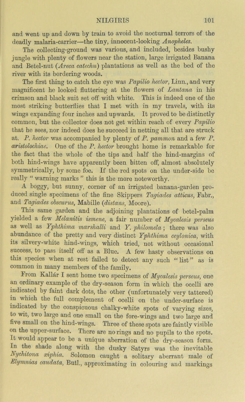 and went up and down by train to avoid the nocturnal terrors of the deadly malaria-carrier—the tiny, innocent-looking Anopheles. The collecting-ground was various, and included, besides bushy jungle with plenty of flowers near the station, large irrigated Banana and Betel-nut (Areca catechu) plantations as well as the bed of the river with its bordering woods. The first thing to catch the eye was Papilio hector, Linn., and very magnificent he looked fluttering at the flowers of Lantana in his crimson and black suit set off with white. This is indeed one of the most striking butterflies that I met with in my travels, with its wings expanding four inches and upwards. It proved to be distinctly common, but the collector does not get within reach of every Papilio that he sees, nor indeed does he succeed in netting all that are struck at. P. hector was accompanied by plenty of P. pammon and a few P. aristolochiae. One of the P. hector brought home is remarkable for the fact that the whole of the tips and half the hind-margins of both hind-wings have apparently been bitten off, almost absolutely symmetrically, by some foe. If the red spots on the under-side be really “ warning marks ” this is the more noteworthy. A boggy, but sunny, corner of an irrigated banana-garden pro- duced single specimens of the fine Skippers Tagiades atticus, Fabr., and Tagiades obscurus, Mabille (distans, Moore). This same garden and the adjoining plantations of betel-palm yielded a few Melanitis ismene, a fair number of Mycalesis perseus as well as Yphthima marslialli and Y. philomela; there was also abundance of the pretty and very distinct Yphthima ceylonica, with its silvery-white hind-wings, which tried, not without occasional success, to pass itself off as a Blue. A few hasty observations on this species when at rest failed to detect any such “ list ” as is common in many members of the family. From Kalldr I sent home two specimens of Mycalesis perseus, one an ordinary example of the dry-season form in which the ocelli are indicated by faint dark dots, the other (unfortunately very tattered) in which the full complement of ocelli on the under-surface is indicated by the conspicuous chalky-white spots of varying sizes, to wit, two large and one small on the fore-wings and two large and five small on the hind-wings. Three of these spots are faintly visible on the upper-surface. There are no rings and no pupils to the spots. It would appear to be a unique aberration of the dry-season form. In the shade along with the dusky Satyrs was the inevitable Nychitona xiphia. Solomon caught a solitary aberrant male of hlymnias caudata, Butl., approximating in colouring and markings