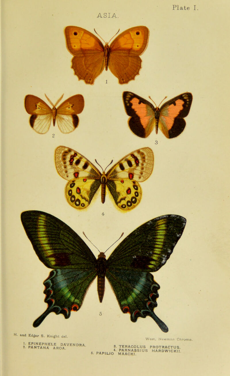 Plate I. ASIA. H. and Edgar S. Knight del. Worn, Newman Chromo. '• EPINEPHELE davendra 2. PANTANA AROA. 3. TERACOLUS 4. PARNASSIUS 6. PAP1UO MAACKI. PROTRACTUS. HARDW1CKII.