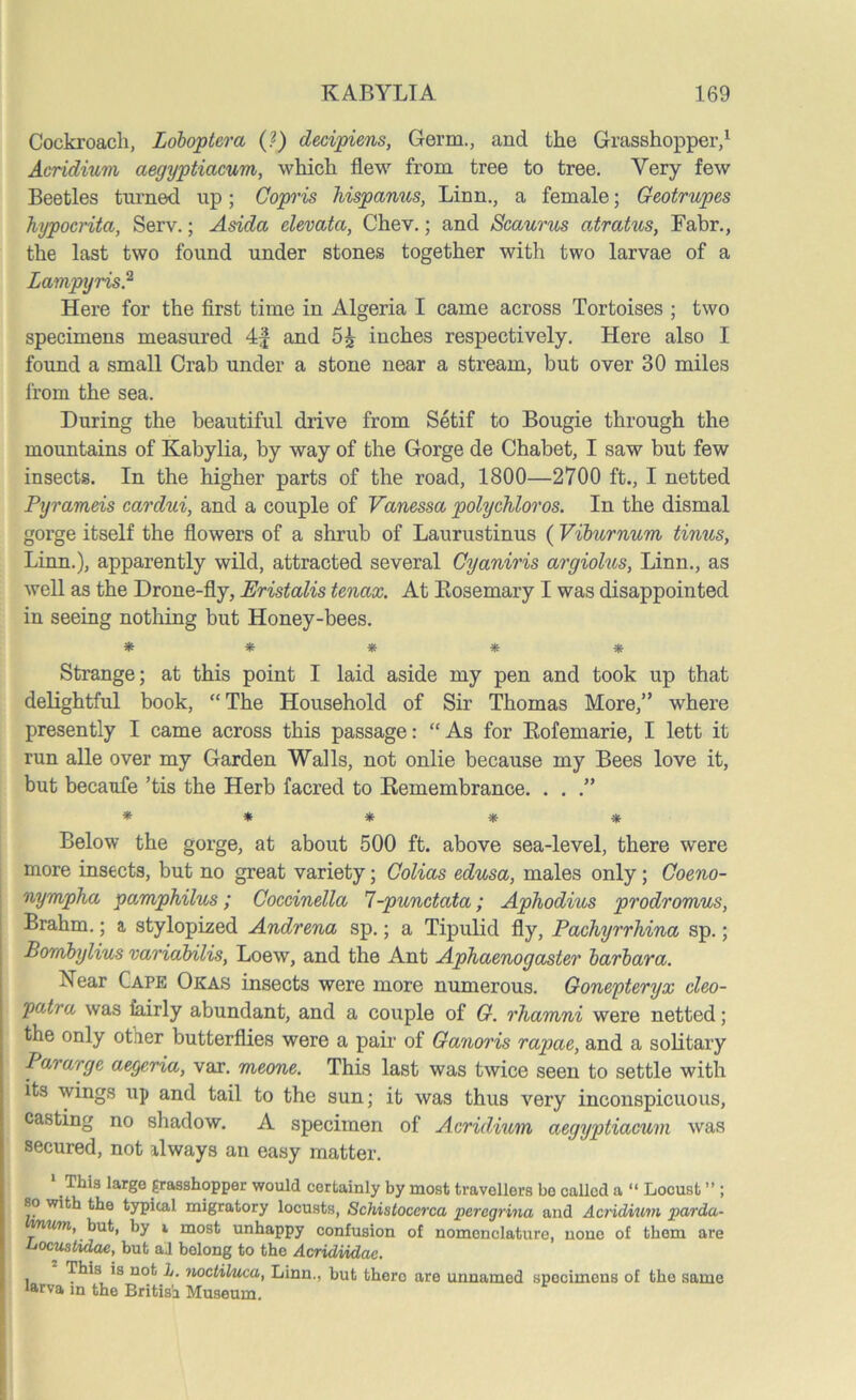 Cockroach, Loboptera (?) decipiens, Germ., and the Grasshopper,1 Acridium aegyptiacum, which flew from tree to tree. Very few Beetles turned up; Copris hispanus, Linn., a female; Geotrupes hypocrita, Serv.; Asida elevatci, Chev.; and Scaurus atratus, Fabr., the last two found under stones together with two larvae of a Lampyris.2 Here for the first time in Algeria I came across Tortoises ; two specimens measured 4f and 5£ inches respectively. Here also I found a small Crab under a stone near a stream, but over 30 miles from the sea. During the beautiful drive from Setif to Bougie through the mountains of Kabylia, by way of the Gorge de Chabet, I saw but few insects. In the higher parts of the road, 1800—2700 ft., I netted Pyrameis cardui, and a couple of Vanessa polychloros. In the dismal gorge itself the flowers of a shrub of Laurustinus ( Viburnum tinus, Linn.), apparently wild, attracted several Cyaniris argiolus, Linn., as well as the Drone-fly, Eristalis tenax. At Bosemary I was disappointed in seeing nothing but Honey-bees. ***** Strange; at this point I laid aside my pen and took up that delightful book, “ The Household of Sir Thomas More,” where presently I came across this passage: “As for Bofemarie, I lett it run alle over my Garden Walls, not onlie because my Bees love it, but becanfe ’tis the Herb facred to Bemembrance. . . .” ***** Below the gorge, at about 500 ft. above sea-level, there were more insects, but no great variety; Colias edusa, males only; Coeno- nympha pamphilus; Coccinella 1-punctata; Aphodius prodromus, Brahm.; a stylopized Andrena sp.; a Tipulid fly, Pachyrrhina sp.; Bombylius variabilis, Loew, and the Ant Aphaenogaster barbara. Near Cape Okas insects were more numerous. Gonepteryx cleo- pat/ra was fairly abundant, and a couple of G. rliamni were netted; the only other butterflies were a pair of Ganoids rapae, and a solitary Pararge aegeria, var. meone. This last was twice seen to settle with its wings up and tail to the sun; it was thus very inconspicuous, casting no shadow. A specimen of Acridium aegyptiacuvi was secured, not always an easy matter. This large grasshopper would certainly by most travellers be called a “ Locust ” ; so with the typical migratory locusts, Schistocerca peregrina and Acridium parda- vnum, but, by i most unhappy confusion of nomenclature, none of them are bocustidae, but aJ belong to the Acridvidae. This is not h. noctiluca, Linn., but thoro are unnamed specimens of the same larva in the British Museum.