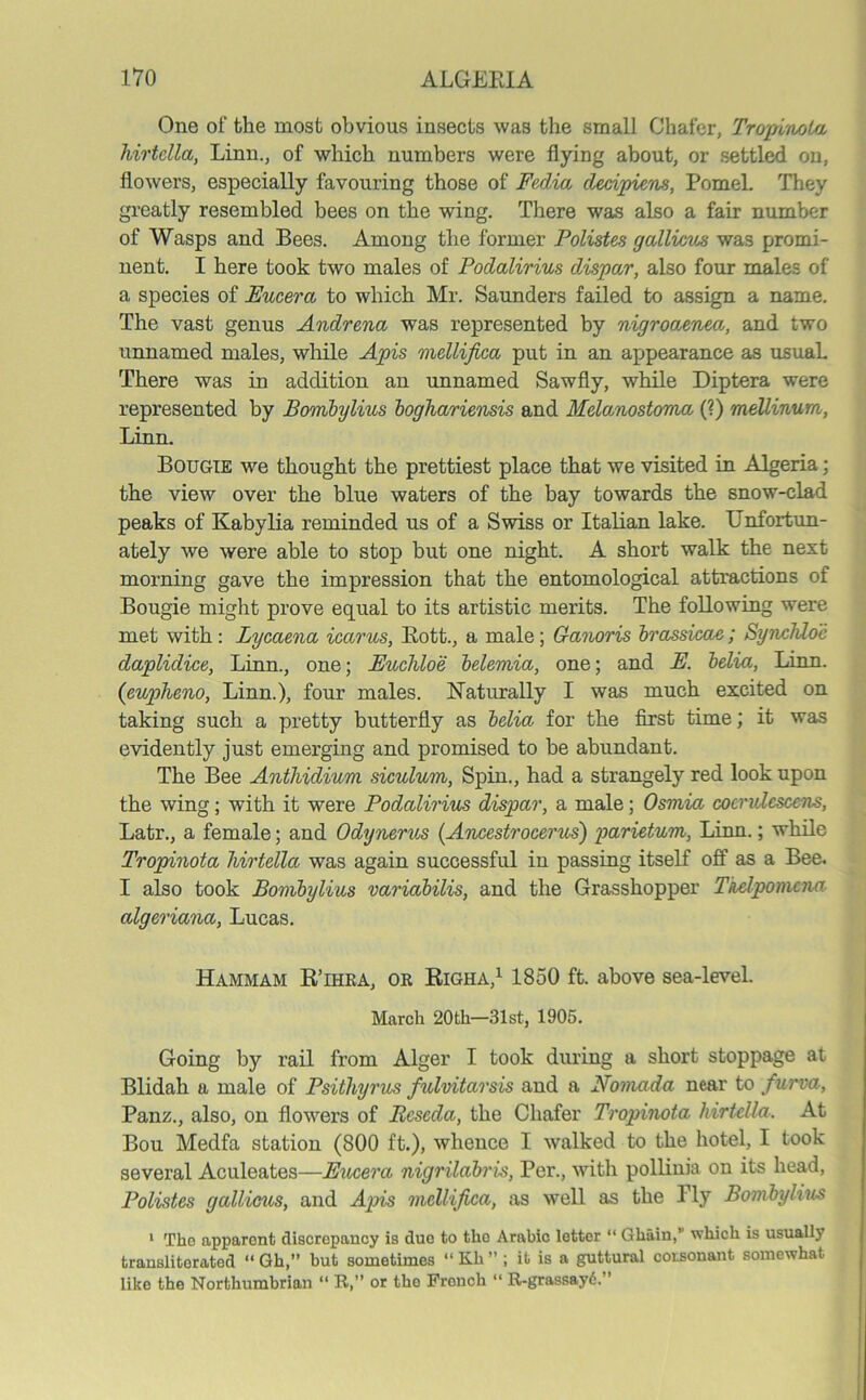 One of the most obvious insects was the small Chafer, Tropinola hirtella, Linn., of which numbers were flying about, or settled on, flowers, especially favouring those of Fedia decipiem, Pomel. They greatly resembled bees on the wing. There was also a fair number of Wasps and Bees. Among the former Polistes gaUicv* was promi- nent. I here took two males of Podalirius dispctr, also four males of a species of Eucera to which Mr. Saunders failed to assign a name. The vast genus Andrena was represented by nigroaenm, and two unnamed males, while Apis mellifica put in an appearance as usuaL There was in addition an unnamed Sawfly, while Diptera were represented by Bombylius boghariensis and Melanostoma (?) mellinurn, Linn. Bougie we thought the prettiest place that we visited in Algeria; the view over the blue waters of the bay towards the snow-clad peaks of Kabylia reminded us of a Swiss or Italian lake. Unfortun- ately we were able to stop but one night. A short walk the next morning gave the impression that the entomological attractions of Bougie might prove equal to its artistic merits. The following were met with: Lycaena icarus, Rott., a male; G-anoris brassicae; SyncMoe daplulice, Linn., one; Euchloe belemia, one; and E. belia, Linn. (mpheno, Linn.), four males. Naturally I was much excited on taking such a pretty butterfly as belia for the first time; it was evidently just emerging and promised to be abundant. The Bee Anthidium siculum, Spin., had a strangely red look upon the wing; with it were Podalirius dispar, a male; Osmia cocrulescens, Latr., a female; and Odynerus (Ancestrocerus) parietum, Linn.; while Tropinota hirtella was again successful in passing itself off as a Bee. I also took Bombylius variabilis, and the Grasshopper Tuelpomcna algeriana, Lucas. Hammam R’ihra, or Righa,1 1850 ft. above sea-level. March 20th—31st, 1905. Going by rail from Alger I took during a short stoppage at Blidah a male of Psithyrus fulvitarsis and a Nomada near to furva, Panz., also, on flowers of Reseda, the Chafer Tropinota hirtella. At Bou Medfa station (800 ft.), whence I walked to the hotel, I took several Aculeates—Eucera nigrilabris, Per., with pollinia on its head, Polistes gallicus, and Apis mellifica, as well as the Ply Bombylius 1 The apparent discrepancy is due to tho Arabic letter “ Ghiiin,” which is usually transliterated “ Gh,” but sometimes “ Kh ” ; it is a guttural consonant somewhat like the Northumbrian “ R,” or tho French “ R-grassay6.”