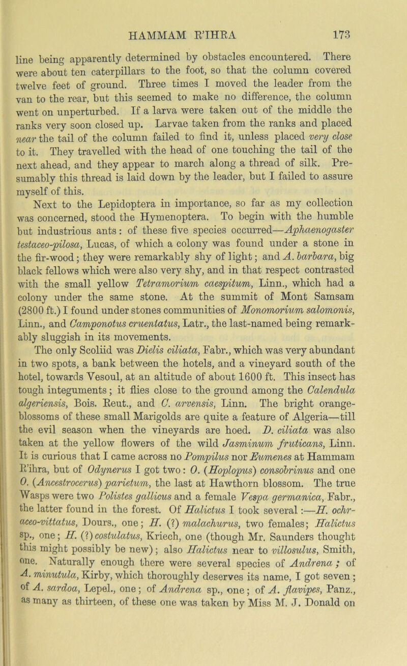 line being apparently determined by obstacles encountered. There were about ten caterpillars to the foot, so that the column covered twelve feet of ground. Three times I moved the leader from the van to the rear, but this seemed to make no difference, the column went on unperturbed. If a larva were taken out of the middle the ranks very soon closed up. Larvae taken from the ranks and placed near the tail of the column failed to find it, unless placed very close to it. They travelled with the head of one touching the tail of the next ahead, and they appear to march along a thread of silk. Pre- sumably this thread is laid down by the leader, but I failed to assure myself of this. Next to the Lepidoptera in importance, so far as my collection was concerned, stood the Hymenoptera. To begin with the humble but industrious ants: of these five species occurred—Aphaenogaster testaceo-pilosa, Lucas, of which a colony was found under a stone in the fir-wood; they were remarkably shy of light; and A. barbara, big black fellows which were also very shy, and in that respect contrasted with the small yellow Tetramorium caespitum, Linn., which had a colony under the same stone. At the summit of Mont Samsam (2800 ft.) I found under stones communities of Monomorium salomonis, Linn., and Camponotus cruenlatus, Latr., the last-named being remark- ably sluggish in its movements. The only Scoliid was Dielis ciliata, Fabr., which was very abundant in two spots, a bank between the hotels, and a vineyard south of the hotel, towards Vesoul, at an altitude of about 1600 ft. This insect has tough integuments; it flies close to the ground among the Calendula algeriensis, Bois. Reut., and C. arvensis, Linn. The bright orange- blossoms of these small Marigolds are quite a feature of Algeria—till the evil season when the vineyards are hoed. D. ciliata was also taken at the yellow flowers of the wild Jasminum fruticans, Linn. It is curious that I came across no Pompilus nor Pumenes at Hammam R’ihra, but of Odynerus I got two: 0. {Hoplopus) consobrinus and one 0. (Ancestrocerus) parietum, the last at Hawthorn blossom. The true Wasps were two Polistes gallicus and a female Vespa germanica, Fabr., the latter found in the forest. Of Halictus I took several:—H. ochr- aceo-vittatus, Dours., one; II. (?) malachurus, two females; Halictus sp., one; II. (?)costulatus, Kriech, one (though Mr. Saunders thought this might possibly be new); also Halictus near to villosulus, Smith, one. Naturally enough there were several species of Andrena ; of A. minutula, Kirby, which thoroughly deserves its name, I got seven; of A. sardoa, Lepel., one ; of Andrena sp., one; of A. Jlavipes, Panz., as many as thirteen, of these one was taken by Miss M. J. Donald on
