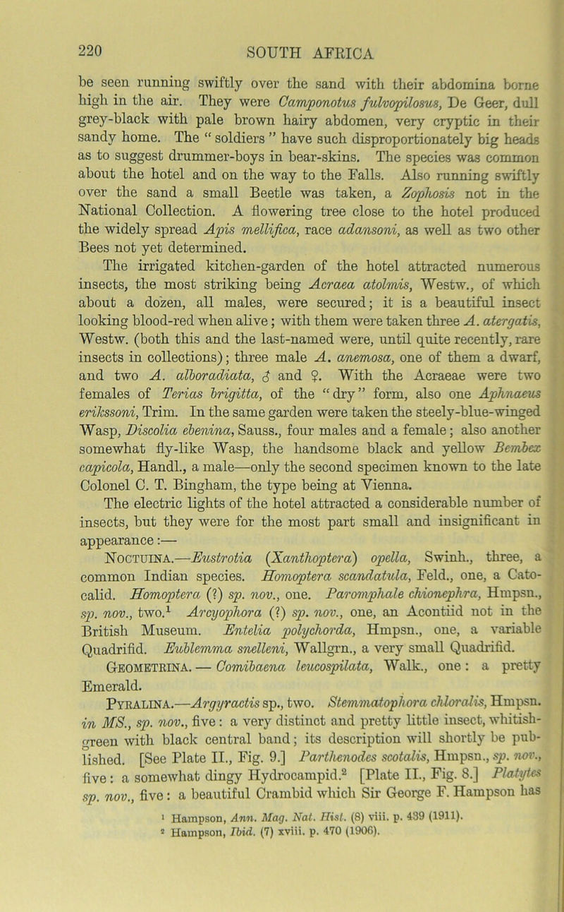 be seen running swiftly over the sand with their abdomina borne high in the air. They were Camponotus fulvopilosus, De Geer, dull grey-black with pale brown hairy abdomen, very cryptic in their sandy home. The “ soldiers ” have such disproportionately big heads as to suggest drummer-boys in bear-skins. The species was common about the hotel and on the way to the Falls. Also running swiftly over the sand a small Beetle was taken, a Zopliosis not in the National Collection. A flowering tree close to the hotel produced the widely spread Apis mellifica, race adansoni, as well as two other Bees not yet determined. The irrigated kitchen-garden of the hotel attracted numerous insects, the most striking being Acraea atolmis, Westw., of which about a dozen, all males, were secured; it is a beautiful insect looking blood-red when alive; with them were taken three A. atergatis, Westw. (both this and the last-named were, until quite recently, rare insects in collections); three male A. anemosa, one of them a dwarf, and two A. alboradiata, $ and ?. With the Acraeae were two females of Terias brigitta, of the “dry” form, also one Aphnaeus erikssoni, Trim. In the same garden were taken the steely-blue-winged Wasp, Discolia ebenina, Sauss., four males and a female; also another somewhat fly-like Wasp, the handsome black and yellow Bembcx capicola, Handl., a male—only the second specimen known to the late Colonel C. T. Bingham, the type being at Vienna. The electric lights of the hotel attracted a considerable number of insects, but they were for the most part small and insignificant in appearance:— Noctuina.—Eustrotia (Xanthoptcra) opella, Swinh., three, a common Indian species. Homoptera scandatula, Feld., one, a Cato- calid. Homoptera (?) sp. nov., one. Parompliale chioncphra, Hmpsn., sp. nov., two.1 Arcyophora (?) sp. nov., one, an Acontiid not in the British Museum. Entelia polychorda, Hmpsn., one, a variable Quadrifid. Eublemma snelleni, Wallgrn., a very small Quadrifid. Geometrina. — Comibaena leucospilata, Walk., one : a pretty Emerald. Pyralina.—Argyractis sp., two. Stemmatophora cJdoralis, Hmpsn. in MS., sp. nov., five: a very distinct and pretty little insect, whitish- green with black central band; its description will shortly be pub- lished. [See Plate II., Fig. 9.] Parthenodes scotalis, Hmpsn., sp. nov., five: a somewhat dingy Hydrocampid.2 [Plate II., Fig. 8.] Platytes sp. nov., five: a beautiful Crambid which Sir George F. Hampson has 1 Hampson, Ann. Mag. Nat. Hist. (8) viii. p. 439 (1911). * Hampson, Ibid. (7) xviii. p. 470 (1906).