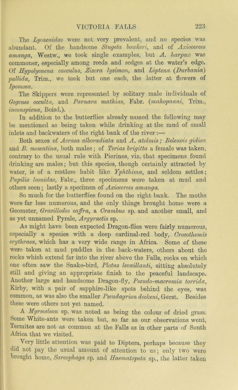 The Lycacnidac were not very prevalent, and no species was abundant. Of the handsome Stugeta bowJccri, and of Axiocerccs amanga, Westw., we took single examples, but A. ha/rpax was commoner, especially among reeds and sedges at the water’s edge. Of Eypolycaena cacculus, Zizera lysimon, and Liptena (Durbania) pallida, Trim., we took but one each, the latter at flowers of Ipomoea. The Skippers were represented by solitary male individuals of Gegenes occulta, and Parnara mathias, Fabr. (mahopaani, Trim., inconspicua, Boisd.). In addition to the butterflies already named the following may be mentioned as being taken while drinking at the mud of small inlets and backwaters of the right bank of the river:— Both sexes of Acraea alboradiata and A. atolmis; Belenois gidica and B. mesentina, both males; of Terias brigitta a female was taken, contrary to the usual rule with Pierines, viz. that specimens found drinking are males; but this species, though certainly attracted by water, is of a restless habit like Yphthima, and seldom settles; Papilio leonidas, Fabr., three specimens were taken at mud and others seen; lastly a specimen of Axiocerces amanga. So much for the butterflies found on the right bank. The moths were far less numerous, and the only things brought home were a Geometer, Gh'acillodes caffra, a Crambus sp. and another small, and as yet unnamed Pyrale, Argyractis sp. As might have been expected Dragon-flies were fairly numerous, especially a species with a deep cardinal-red body, Crocothemis crythraca, which has a very wide range in Africa. Some of these were taken at mud puddles in the back-waters, others about the rocks which extend far into the river above the Falls, rocks on which one often saw the Snake-bird, Plotus levaillanti, sitting absolutely still and giving an appropriate finish to the peaceful landscape. Another large and handsome Dragon-fly, Pseudo-macromia torrida, Kirby, with a pair of sapphire-like spots behind the eyes, was common, as was also the smaller Pseudagrion dcckeni, Gerst. Besides these were others not yet named. A Myrmeleon sp. was noted as being the colour of dried grass. Some White-ants were taken but, so far as our observations went, lermites are not as common at the Falls as in other parts of South Africa that we visited. Very little attention was paid to Diptera, perhaps because they did not pay the usual amount of attention to us; only two were brought home, Sarcophaga sp. and Jlaematopota sp., the latter taken