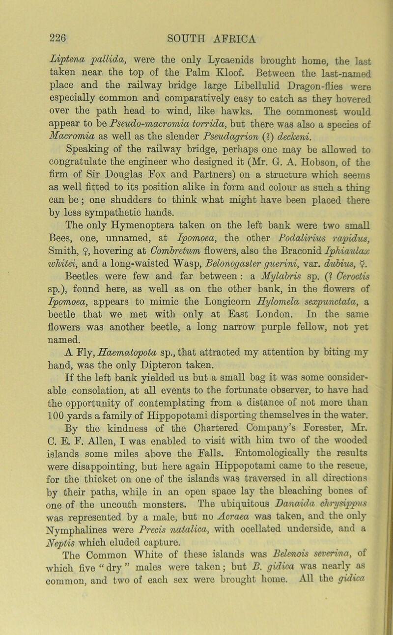 Liptena pallida, were the only Lycaenids brought home, the last taken near the top of the Palm Kloof. Between the last-named place and the railway bridge large Libellulid Dragon-flies were especially common and comparatively easy to catch as they hovered over the path head to wind, like hawks. The commonest would appear to be Pseudo-macromia torrida, but there was also a species of Macromia as well as the slender Pseudagrion (?) deckeni. Speaking of the railway bridge, perhaps one may be allowed to congratulate the engineer who designed it (Mr. G. A. Hobson, of the firm of Sir Douglas Fox and Partners) on a structure which seems as well fitted to its position alike in form and colour as such a thing can be; one shudders to think what might have been placed there by less sympathetic hands. The only Hymenoptera taken on the left bank were two small Bees, one, unnamed, at Ipomoea, the other Podalirius rapidus, Smith, ?, hovering at Combretum flowers, also the Braconid Iphiaulax whitei, and a long-waisted Wasp, Belonogaster guerini, var. dubius, $. Beetles were few and far between: a Mylabris sp. (? Cerodis sp.), found here, as well as on the other bank, in the flowers of Ipomoea, appears to mimic the Longicorn Hylomela sexpundata, a beetle that we met with only at East London. In the same flowers was another beetle, a long narrow purple fellow, not yet named. A Fly, Haematopota sp., that attracted my attention by biting my hand, was the only Dipteron taken. If the left bank yielded us but a small bag it was some consider- able consolation, at all events to the fortunate observer, to have had the opportunity of contemplating from a distance of not more than 100 yards a family of Hippopotami disporting themselves in the water. By the kindness of the Chartered Company’s Forester, Mr. C. E. F. Allen, I was enabled to visit with him two of the wooded islands some miles above the Falls. Entomologically the results were disappointing, but here again Hippopotami came to the rescue, for the thicket on one of the islands was traversed in all directions by their paths, while in an open space lay the bleaching bones of one of the uncouth monsters. The ubiquitous Danaida chrysippus was represented by a male, but no Acraea was taken, and the only Nymphalines were Precis natalica, with ocellated underside, and a Neptis which eluded capture. The Common White of these islands was Bdenois severina, of which five “ dry ” males were taken; but B. gidica was nearly as common, and two of each sex were brought home. All the gidica