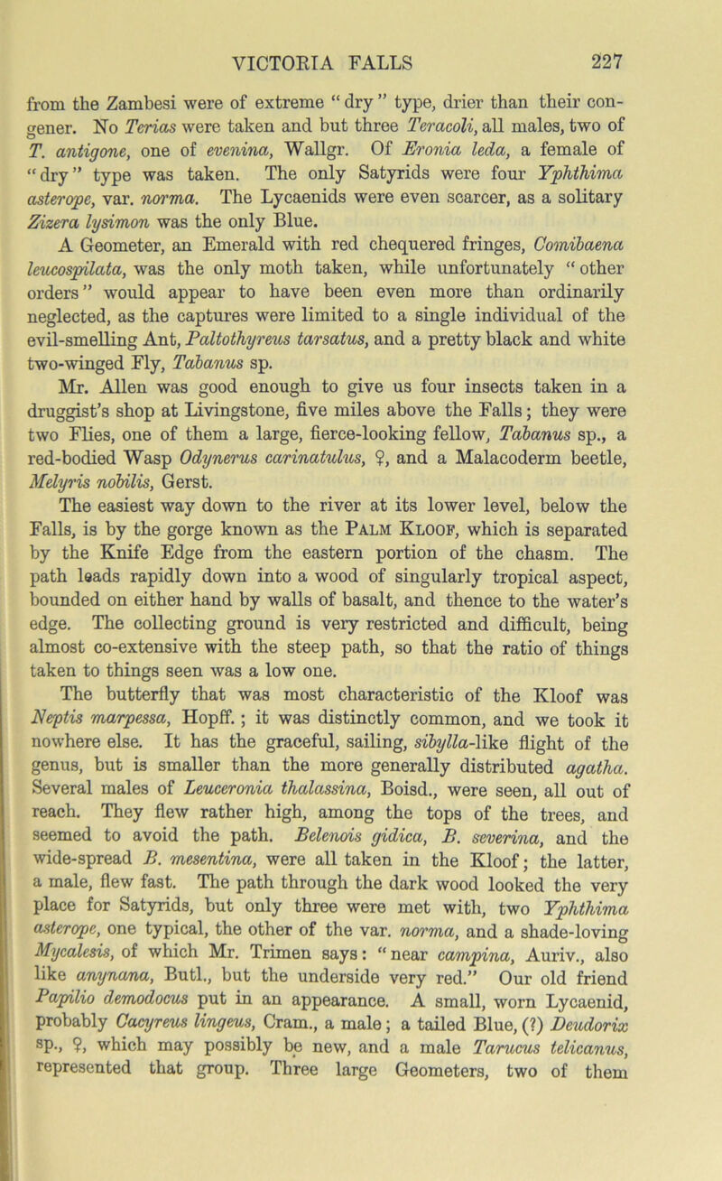 from the Zambesi were of extreme “ dry ” type, drier than their con- gener. No Tcrias were taken and but three Teracoli, all males, two of T. antigone, one of evenina, Wallgr. Of Eronia leda, a female of “dry” type was taken. The only Satyrids were four Yphthima asterope, var. norma. The Lycaenids were even scarcer, as a solitary Zizera lysimon was the only Blue. A Geometer, an Emerald with red chequered fringes, Comibaena leucospilata, was the only moth taken, while unfortunately “ other orders” would appear to have been even more than ordinarily neglected, as the captures were limited to a single individual of the evil-smelling Ant, Paltothyreus tarsatus, and a pretty black and white two-winged Fly, Tabanus sp. Mr. Allen was good enough to give us four insects taken in a druggist’s shop at Livingstone, five miles above the Falls; they were two Flies, one of them a large, fierce-looking fellow, Tabanus sp., a red-bodied Wasp Odynerus carinatulus, ?, and a Malacoderm beetle, Melyris nobilis, Gerst. The easiest way down to the river at its lower level, below the Falls, is by the gorge known as the Palm Kloof, which is separated by the Knife Edge from the eastern portion of the chasm. The path leads rapidly down into a wood of singularly tropical aspect, bounded on either hand by walls of basalt, and thence to the water’s edge. The collecting ground is very restricted and difficult, being almost co-extensive with the steep path, so that the ratio of things taken to things seen was a low one. The butterfly that was most characteristic of the Kloof was Neptis marpessa, Hopff.; it was distinctly common, and we took it nowhere else. It has the graceful, sailing, sibylla-like flight of the genus, but is smaller than the more generally distributed agathct. Several males of Leuceronia thalassina, Boisd., were seen, all out of reach. They flew rather high, among the tops of the trees, and seemed to avoid the path. Bclenois gidica, B. severina, and the wide-spread B. mesentina, were all taken in the Kloof; the latter, a male, flew fast. The path through the dark wood looked the very place for Satyrids, but only three were met with, two Yphthima asterope, one typical, the other of the var. norma, and a shade-loving Mycalesis, of which Mr. Trimen says: “ near campina, Auriv., also like anynana, Butl., but the underside very red.” Our old friend Papilio demodocus put in an appearance. A small, worn Lycaenid, probably Cacyreus lingeus, Cram., a male; a tailed Blue, (?) Deudorix sP-> ?, which may possibly be new, and a male Tarucus telicanus, represented that group. Three large Geometers, two of them