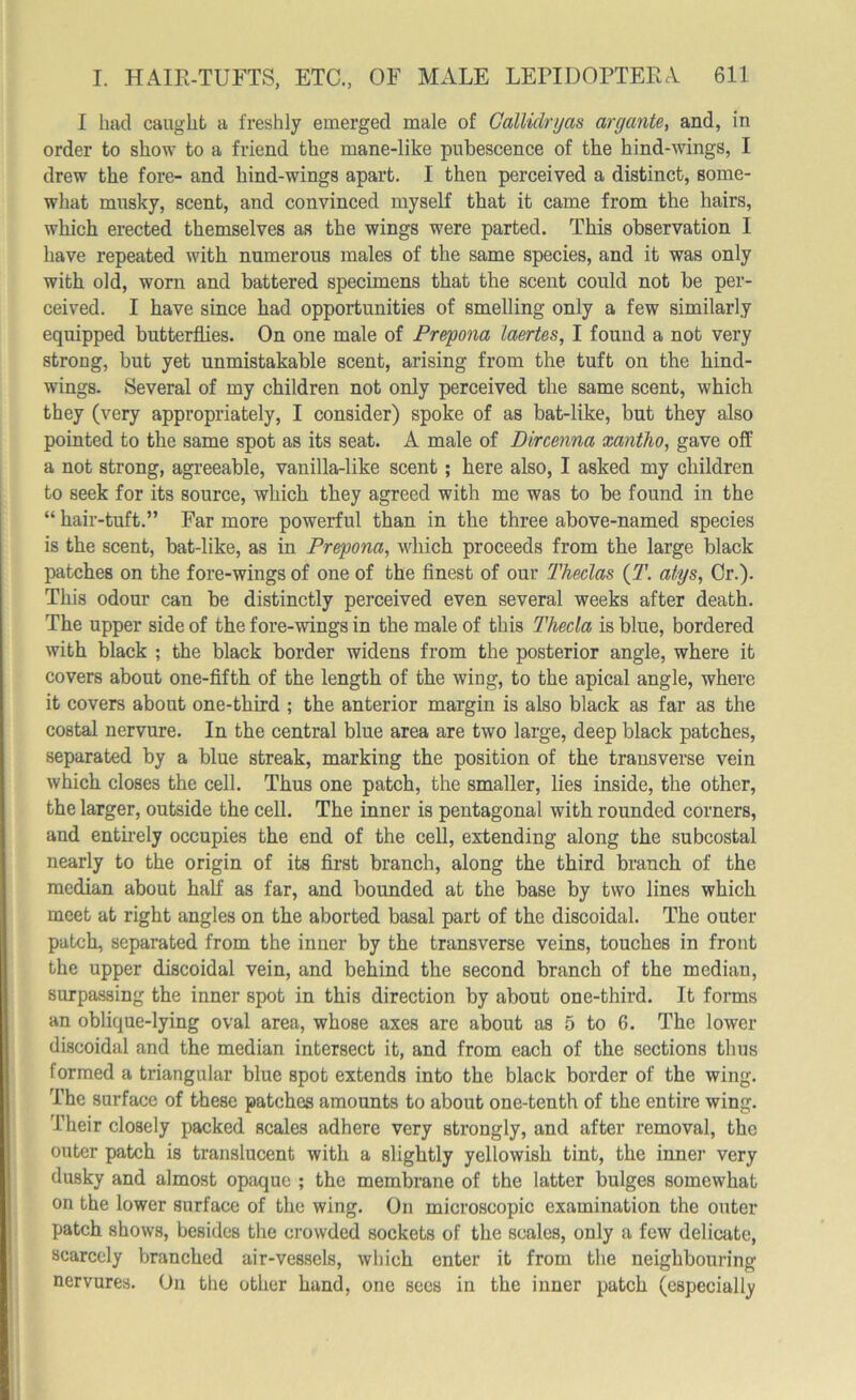 I had caught a freshly emerged male of Gallidryas aryante, and, in order to show to a friend the mane-like pubescence of the hind-wings, I drew the fore- and hind-wings apart. I then perceived a distinct, some- what musky, scent, and convinced myself that it came from the hairs, which erected themselves as the wings were parted. This observation I have repeated with numerous males of the same species, and it was only with old, worn and battered specimens that the scent could not be per- ceived. I have since had opportunities of smelling only a few similarly equipped butterflies. On one male of Prepona laertes, I found a not very strong, but yet unmistakable scent, arising from the tuft on the hind- wings. Several of my children not only perceived the same scent, which they (very appropriately, I consider) spoke of as bat-like, but they also pointed to the same spot as its seat. A male of Dircenna xantho, gave off a not strong, agreeable, vanilla-like scent; here also, I asked my children to seek for its source, which they agreed with me was to be found in the “ hair-tuft.” Far more powerful than in the three above-named species is the scent, bat-like, as in Prepona, which proceeds from the large black patches on the fore-wings of one of the finest of our Thedas (T. atys, Cr.). This odour can be distinctly perceived even several weeks after death. The upper side of the fore-wings in the male of this Theda is blue, bordered with black ; the black border widens from the posterior angle, where it covers about one-fifth of the length of the wing, to the apical angle, where it covers about one-third ; the anterior margin is also black as far as the costal nervure. In the central blue area are two large, deep black patches, separated by a blue streak, marking the position of the transverse vein which closes the cell. Thus one patch, the smaller, lies inside, the other, the larger, outside the cell. The inner is pentagonal with rounded corners, and entirely occupies the end of the cell, extending along the subcostal nearly to the origin of its first branch, along the third branch of the median about half as far, and bounded at the base by two lines which meet at right angles on the aborted basal part of the discoidal. The outer patch, separated from the inner by the transverse veins, touches in front the upper discoidal vein, and behind the second branch of the median, surpassing the inner spot in this direction by about one-third. It forms an oblique-lying oval area, whose axes are about as 5 to 6. The lower discoidal and the median intersect it, and from each of the sections thus formed a triangular blue spot extends into the black border of the wing. The surface of these patches amounts to about one-tenth of the entire wing. Their closely packed scales adhere very strongly, and after removal, the outer patch is translucent with a Blightly yellowish tint, the inner very dusky and almost opaque ; the membrane of the latter bulges somewhat on the lower surface of the wing. On microscopic examination the outer patch shows, besides the crowded sockets of the scales, only a few delicate, scarcely branched air-vessels, which enter it from the neighbouring nervures. On the other hand, one secs in the inner patch (especially