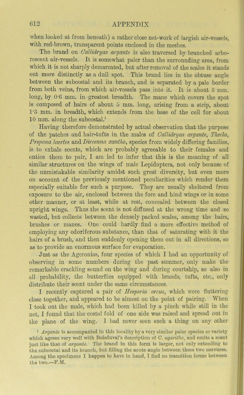 when looked at from beneath) a rather close net-work of largish air-vessels, with red-brown, transparent points enclosed in the meshes. The brand on Callidryas argante is also traversed by branched arbo- rescent air-vessels. It is somewhat paler than the surrounding area, from which it is not sharply demarcated, but after removal of the scales it stands out more distinctly as a dull spot. This brand lies in the obtuse angle between the subcostal and its branch, and is separated by a pale border from both veins, from which air-vessels pass into it. It is about 3 mm. long, by 0-6 mm. in greatest breadth. The mane which covers the spot is composed of hairs of about 5 mm. long, arising from a strip, about 1-3 mm. in breadth, which extends from the base of the cell for about 10 mm. along the subcostal.1 Having therefore demonstrated by actual observation that the purpose of the patches and hair-tufts in the males of Callidryas argante, Theda, Prepona laertes and Dircenna xantho, species from widely differing families, is to exhale scents, which are probably agreeable to their females and entice them to pair, I am led to infer that this is the meaning of all similar structures on the wings of male Lepidoptera, not only because of the unmistakable similarity amidst such great diversity, but even more on account of the previously mentioned peculiarities which render them especially suitable for such a purpose. They are usually sheltered from exposure to the air, enclosed between the fore and hind wings or in some other manner, or at least, while at rest, concealed between the closed upright wings. Thus the scent is not diffused at the wrong time and so wasted, but collects between the densely packed scales, among the hairs, brushes or manes. One could hardly find a more effective method of employing any odoriferous substance, than that of saturating with it the hairs of a brush, and then suddenly opening them out in all directions, so as to provide an enormous surface for evaporation. Just as the Ageronias, four species of which I had an opportunity of observing in some numbers during the past summer, only make the remarkable crackling sound on the wing and during courtship, so also in all probability, the butterflies equipped with brands, tufts, etc., only distribute their scent under the same circumstances. I recently captured a pair of Hesperia orcus, which were fluttering close together, and appeared to be almost on the point of pairing. When I took out the male, which had been killed by a pinch while still in the net, I found that the costal fold of one side was raised and spread out in the plane of the wing. I had never seen such a thing on any other 1 Argante is accompanied in this locality by a very similar paler species or variety which agrees very well with Boisduval’s description of C. agarithc, and emits a scent just like that of argante. The brand in this form is larger, not only extending to the subcostal and its branch, but filling the acute angle between these two nervures. Among the specimens I happen to have in hand, I find no transition forms between the two.—F.M.
