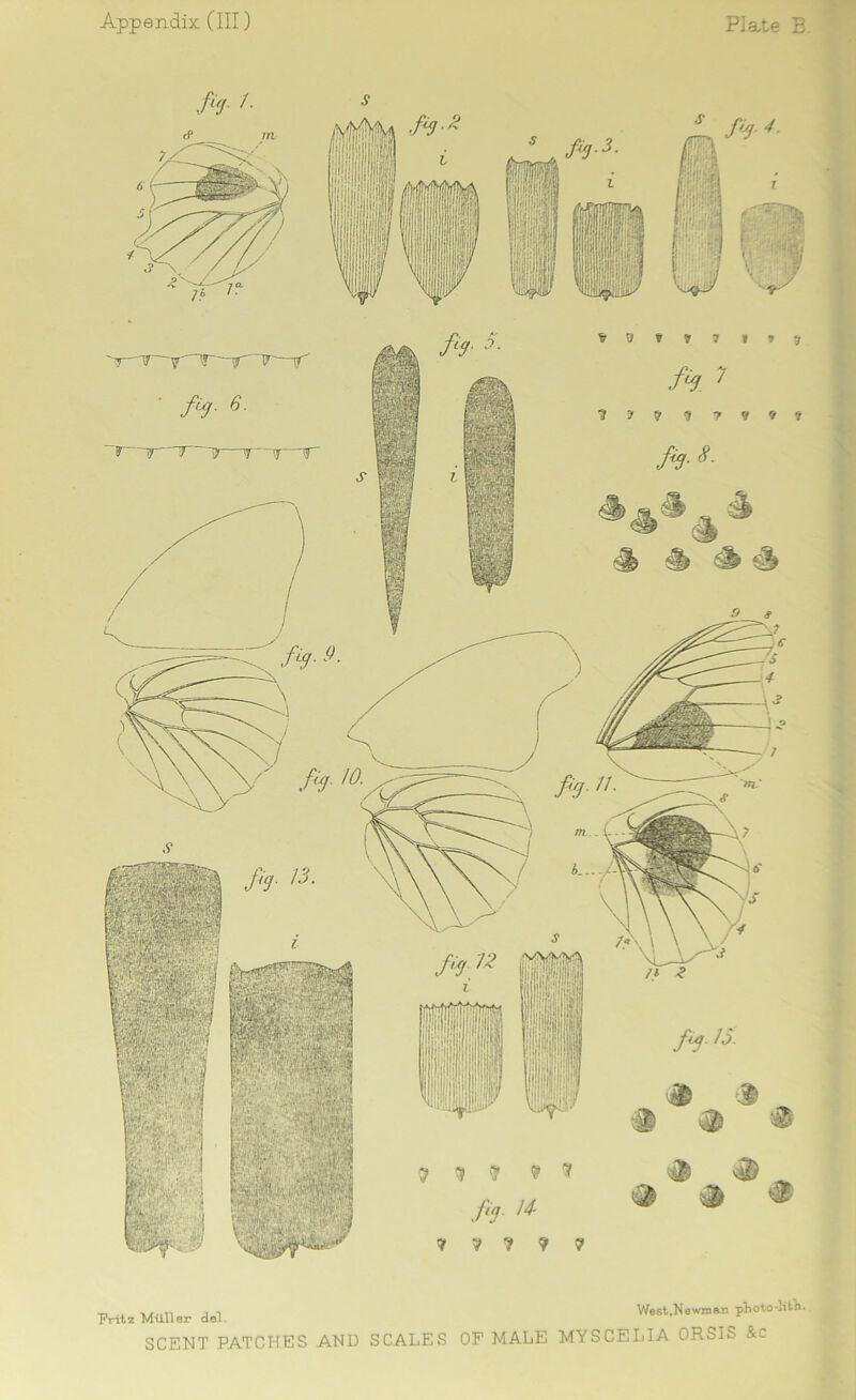 Fritz Miiller del. SCENT PATCHES AND SCALES West.Newman plioto-lifeh. OF MALE MYSCEL1A ORSIS &c