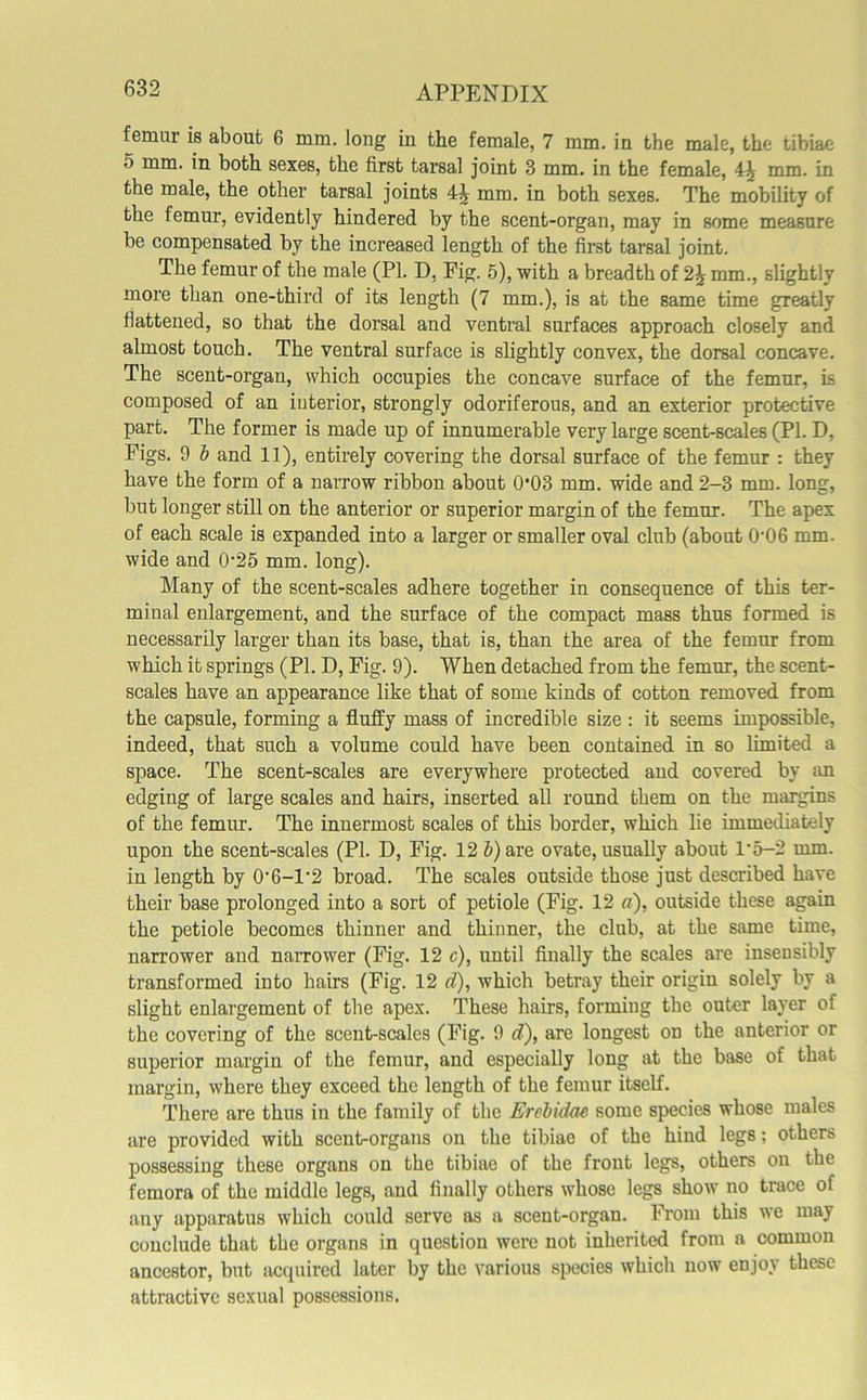 femur is about 6 mm. long in the female, 7 mm. in the male, the tibiae 5 mm. in both sexes, the first tarsal joint 3 mm. in the female, 4^ mm. in the male, the other tarsal joints 44 mm. in both sexes. The mobility of the femur, evidently hindered by the scent-organ, may in some measure be compensated by the increased length of the first tarsal joint. The femur of the male (PI. D, Fig. 5), with a breadth of 2^ mm., slightly more than one-third of its length (7 mm.), is at the same time greatly flattened, so that the dorsal and ventral surfaces approach closely and almost touch. The ventral surface is slightly convex, the dorsal concave. The scent-organ, which occupies the concave surface of the femur, is composed of an interior, strongly odoriferous, and an exterior protective part. The former is made up of innumerable very large scent-scales (PI. D, Figs. 9 b and 11), entirely covering the dorsal surface of the femur : they have the form of a narrow ribbon about 0*03 mm. wide and 2-3 mm. long, but longer still on the anterior or superior margin of the femur. The apex of each scale is expanded into a larger or smaller oval club (about 0*06 mm. wide and 0*25 mm. long). Many of the scent-scales adhere together in consequence of this ter- minal enlargement, and the surface of the compact mass thus formed is necessarily larger than its base, that is, than the area of the femur from which it springs (PI. D, Fig. 9). When detached from the femur, the scent- scales have an appearance like that of some kinds of cotton removed from the capsule, forming a fluffy mass of incredible size : it seems impossible, indeed, that such a volume could have been contained in so limited a space. The scent-scales are everywhere protected and covered by an edging of large scales and hairs, inserted all round them on the margins of the femur. The innermost scales of this border, which lie immediately upon the scent-scales (PI. D, Fig. 12&)are ovate, usually about 1*5-2 mm. in length by 0*6-l*2 broad. The scales outside those just described have their base prolonged into a sort of petiole (Fig. 12 a), outside these again the petiole becomes thinner and thinner, the club, at the same time, narrower and narrower (Fig. 12 c), until finally the scales are insensibly transformed into hairs (Fig. 12 d), which betray their origin solely by a slight enlargement of the apex. These hairs, forming the outer layer of the covering of the scent-scales (Fig. 9 d), are longest on the anterior or superior margin of the femur, and especially long at the base of that margin, where they exceed the length of the femur itself. There are thus in the family of the Erebidm some species whose males are provided with scent-organs on the tibiae of the hind legs; others possessing these organs on the tibiae of the front legs, others on the femora of the middle legs, and finally others whose legs show no trace of any apparatus which could serve as a scent-organ. From this we may conclude that the organs in question were not inherited from a common ancestor, but acquired later by the various species which now enjoy these attractive sexual possessions.