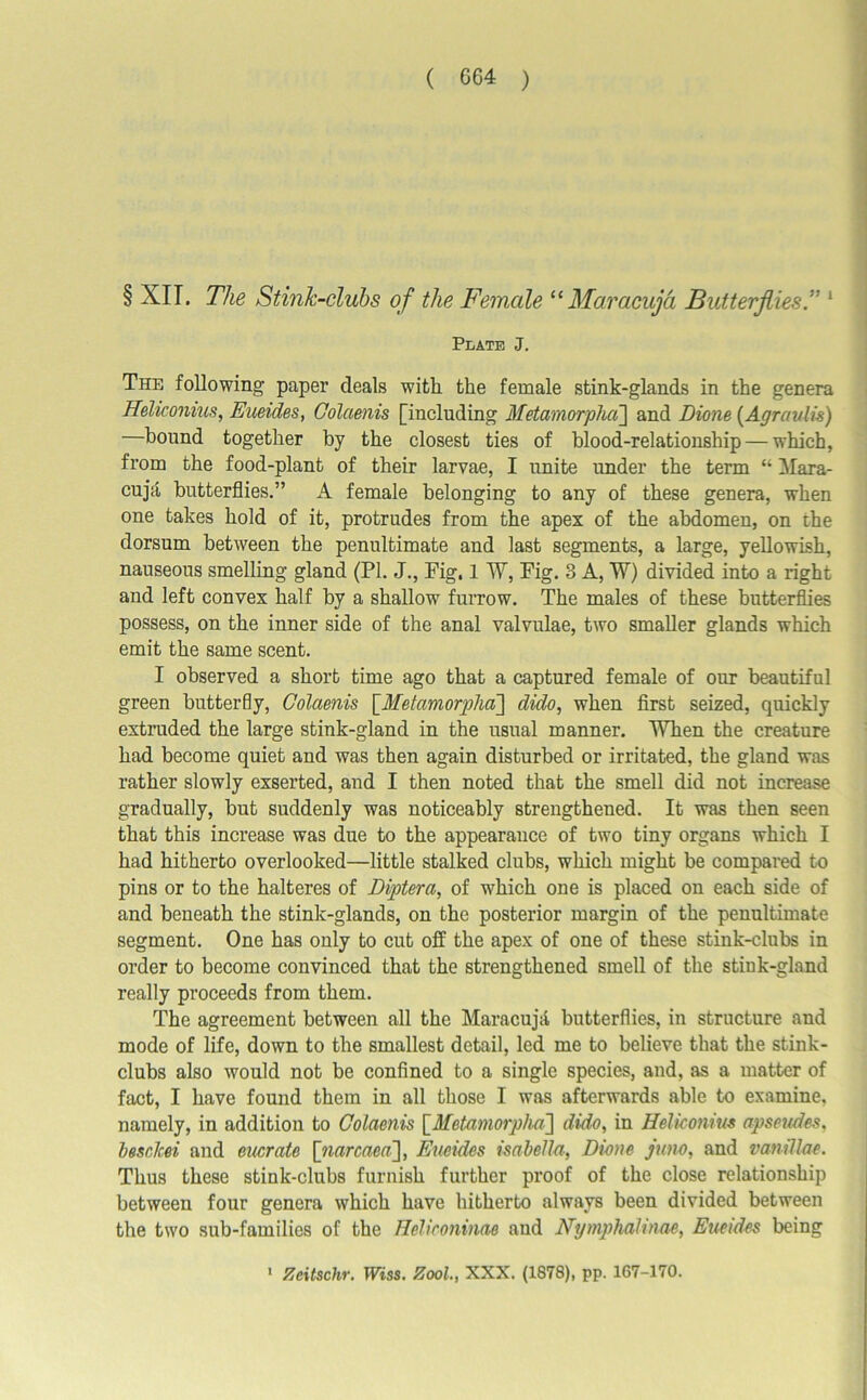 § XII. The Stink-clubs of the Female “Maracuja Butterflies.” 1 Plate J. The following paper deals with the female stink-glands in the genera Heliconius, Eueides, Colaenis [including Metamorpha] and Dione (Agravlis) —bound together by the closest ties of blood-relationship — which, from the food-plant of their larvae, I unite under the term “ Mara- cujcl butterflies.” A female belonging to any of these genera, when one takes hold of it, protrudes from the apex of the abdomen, on the dorsum between the penultimate and last segments, a large, yellowish, nauseous smelling gland (PL J., Fig, 1 TV, Fig. 3 A, TV) divided into a right and left convex half by a shallow furrow. The males of these butterflies possess, on the inner side of the anal valvulae, two smaller glands which emit the same scent. I observed a short time ago that a captured female of our beautiful green butterfly, Colaenis [.Metamorpha] dido, when first seized, quickly extruded the large stink-gland in the usual manner. TVhen the creature had become quiet and was then again disturbed or irritated, the gland was rather slowly exserted, and I then noted that the smell did not increase gradually, but suddenly was noticeably strengthened. It was then seen that this increase was due to the appearance of two tiny organs which I had hitherto overlooked—little stalked clubs, which might be compared to pins or to the halteres of Diptera, of which one is placed on each side of and beneath the stink-glands, on the posterior margin of the penultimate segment. One has only to cut off the apex of one of these stink-clubs in order to become convinced that the strengthened smell of the stiuk-gland really proceeds from them. The agreement between all the MaracujA butterflies, in structure and mode of life, down to the smallest detail, led me to believe that the stink- clubs also would not be confined to a single species, and, as a matter of fact, I have found them in all those I was afterwards able to examine, namely, in addition to Colaenis [Metamorpha] dido, in Heliconius apseudes, besclcei and eucrate \_narcaeai], Eueides Isabella, Dione juno, and vanillae. Thus these stink-clubs furnish further proof of the close relationship between four genera which have hitherto always been divided between the two sub-families of the Helironinae and Nymphalinae, Eueides being 1 Zeitschr. TFtss. Zool., XXX. (1878), pp. 167-170.