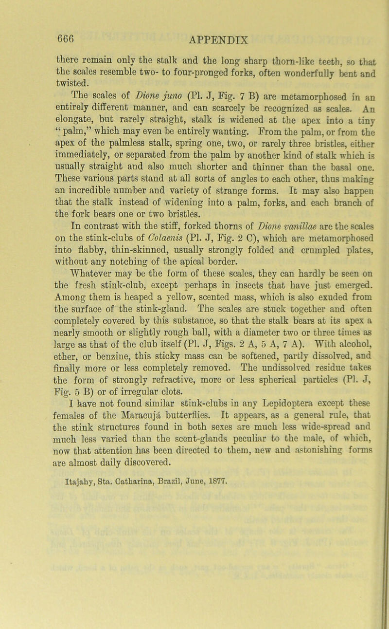 there remain only the stalk and the long sharp thorn-like teeth, .so that the scales resemble two- to four-pronged forks, often wonderfully bent and twisted. The scales of Dione juno (PL J, Pig. 7 B) are metamorphosed in an entirely different manner, and can scarcely be recognized as scales. An elongate, but rarely straight, stalk is widened at the apex into a tiny “ palm,” which may even be entirely wanting. Prom the palm, or from the apex of the palmless stalk, spring one, two, or rarely three bristles, either immediately, or separated from the palm by another kind of stalk which is usually straight and also much shorter and thinner than the basal one. These various parts stand at all sorts of angles to each other, thus making an incredible number and variety of strange forms. It may also happen that the stalk instead of widening into a palm, forks, and each branch of the fork bears one or two bristles. In contrast with the stiff, forked thorns of Dione vanillae are the scales on the stink-clubs of Colaenis (PL J, Fig. 2 C), which are metamorphosed into flabby, thin-skinned, usually strongly folded and crumpled plates, without any notching of the apical border. Whatever may be the form of these scales, they can hardly be seen on the fresh stink-club, except perhaps in insects that have just emerged. Among them is heaped a yellow, scented mass, which is also exuded from the surface of the stink-gland. The scales are stuck together and often completely covered by this substance, so that the stalk bears at its apex a nearly smooth or slightly rough ball, with a diameter two or three times as large as that of the club itself (PL J, Figs. 2 A, 5 A, 7 A). With alcohol, ether, or benzine, this sticky mass can be softened, partly dissolved, and finally more or less completely removed. The undissolved residue takes the form of strongly refractive, more or less spherical particles (PL J, Fig. 5 B) or of irregular clots. I have not found similar stink-clubs in any Lepidoptera except these females of the Maracuja butterflies. It appeal's, as a general rule, that the stink structures found in both sexes are much less wide-spread and much less varied than the scent-glands peculiar to the male, of which, now that attention has been directed to them, new and astonishing forms are almost daily discovered. Itajahy, Sta. Catharina, Brazil, June, 1877.