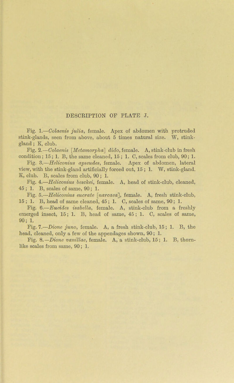 DESCRIPTION OF PLATE J. Fig. 1.—Colaenis julia, female. Apex of abdomen with protruded stink-glands, seen from above, about 5 times natural size. W, stink- gland ; K, club. Fig. 2.—Colaenis [.Metamorpha;] dido, female. A, stink-club in fresh condition; 15; 1. B, the same cleaned, 15 ; 1. C, scales from club, 90; 1. Fig. 3.—Heliconius apseudes, female. Apex of abdomen, lateral view, with the stink-gland artificially forced out, 15 ; 1. W, stink-gland. Iv, club. B, scales from club, 90 ; 1. Fig. 4.—Heliconius besckei, female. A, head of stink-club, cleaned, 45 ; 1. B, scales of same, 90; 1. Fig. 5.—Heliconius eucrate \narcaed\, female. A, fresh stink-club, 15 ; 1. B, head of same cleaned, 45; 1. C, scales of same, 90; 1. Fig. 6.—Eueides isabella, female. A, stink-club from a freshly emerged insect, 15; 1. B, head of same, 45 ; 1. C, scales of same, 90; 1. Fig. 7.—Dione juno, female. A, a fresh stink-club, 15; 1. B, the head, cleaned, only a few of the appendages shown, 90; 1. Fig. 8.—Dione vanillae, female. A, a stink-club, 15; 1. B, thorn- like scales from same, 90; 1.