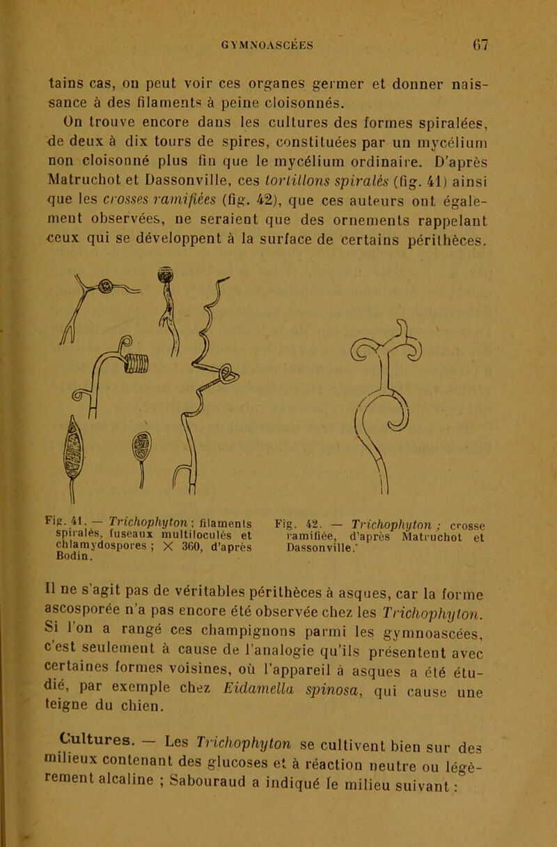 tains cas, on peut voir ces organes germer et donner nais- sance à des filaments à peine cloisonnés. On trouve encore dans les cultures des formes spiralées, de deux à dix tours de spires, constituées par un mycélium non cloisonné plus fin que le mycélium ordinaire. D’après Matruchot et Dassonville, ces lorlülons spiralés (fig. 41) ainsi que les crosses ramifiées (fig. 42), que ces auteurs ont égale- ment observées, ne seraient que des ornements rappelant ceux qui se développent à la surface de certains périlhèces. Trichophyton-, marnenis Fig. 42. - Trichophyton ; crosse spirales, fuseaux multlloculés et ramifiée, d’après Matruchot et clilamydospores ; X 360, d’après Dassonville/ Il ne s’agit pas de véritables périthèces à asques, car la forme ascosporée n’a pas encore été observée chez les Trichophyton. Si l’on a rangé ces champignons parmi les gymnoascées, c’est seulemeut à cause de l’analogie qu’ils présentent avec certaines formes voisines, où l'appareil à asques a été étu- dié, par exemple chez Eidamella spinosa, qui cause une teigne du chien. Cultures. - Les Trichophyton se cultivent bien sur des milieux contenant des glucoses et à réaction neutre ou légè- rement alcaline ; Sabouraud a indiqué le milieu suivant : Bodin.