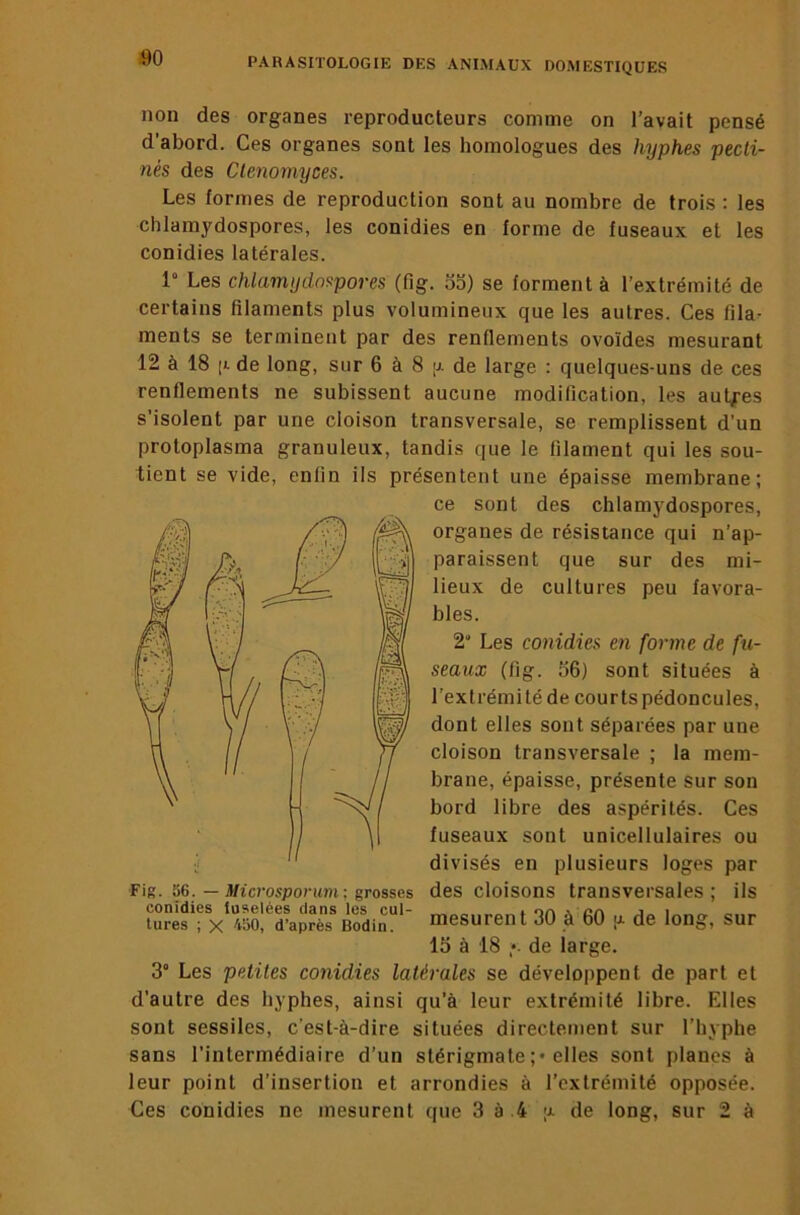 SO non des organes reproducteurs comme on l’avait pensé d’abord. Ces organes sont les homologues des hyphes pecti- nés des Ctenomyces. Les formes de reproduction sont au nombre de trois : les chlamydospores, les conidies en forme de fuseaux et les conidies latérales. 1“ Les chlamydospores (fig. od) se forment à l’extrémité de certains filaments plus volumineux que les autres. Ces fila- ments se terminent par des renflements ovoïdes mesurant 12 à 18 [i de long, sur 6 à 8 |j. de large : quelques-uns de ces renflements ne subissent aucune modification, les autres s’isolent par une cloison transversale, se remplissent d’un protoplasma granuleux, tandis que le filament qui les sou- tient se vide, enfin ils présentent une épaisse membrane; ce sont des chlamydospores, organes de résistance qui n’ap- paraissent que sur des mi- lieux de cultures peu favora- bles. 2'' Les conidies en forme de fu- seaux (fig. 56) sont situées à l’extrémité de courts pédoncules, dont elles sont séparées par une cloison transversale ; la mem- brane, épaisse, présente sur son bord libre des aspérités. Ces fuseaux sont unicellulaires ou divisés en plusieurs loges par des cloisons transversales ; ils mesurent 30 à 60 ijl de long, sur 15 à 18 de large. 3° Les petites conidies latérales se développent de part et d’autre des hyphes, ainsi qu’à leur extrémité libre. Elles sont sessiles, c’est-à-dire situées directement sur l’hyphe sans l’intermédiaire d’un stérigmate;• elles sont planes à leur point d’insertion et arrondies à l’extrémité opposée. Ces conidies ne mesurent que 3 à 4 '•>. de long, sur 2 à Fig. 56. — Microsporum; grosses conidies ioselées dans les cul- tures ; X 'tiïO, d’après Bodin.