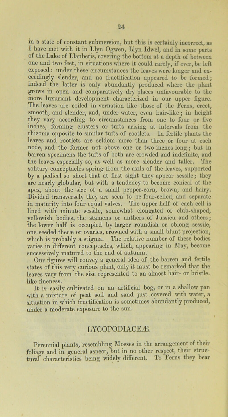 in a state of constant submersion, but this is certainly incorrect, as I have met with it in Llyn Ogwen, Llyn Idwel, and in some parts of the Lake of Llanbcris, covering the bottom at a depth of between one and two feet, in situations where it could rarely, if ever, be left exposed: under these circumstances the leaves were longer and ex- ceedingly slender, and no fructification appeared to be formed; indeed the latter is only abundantly produced where the plant grows in open and comparatively dry places unfavourable to the more luxm’iant development characterized in our upper figure. The leaves are coiled in vernation like those of the Ferns, erect, smooth, and slender, and, under water, even hair-like; in height they vary according to circumstances from one to four or five inches, forming clusters or tufts arising at intervals from the rhizoma opposite to similar tufts of rootlets. In fertile plants the leaves and rootlets are seldom more than three or four at each node, and the former not above one or two inches long; but in barren specimens the tufts of both are crowded and indefinite, and the leaves especially so, as weU as more slender and taller. The solitary conceptacles spring from the axils of the leaves, supported by a pedicel so short that at first sight they appear sessile; they are nearly globular, but with a tendency to become conical at the apex, about the size of a small pepper-corn, brown, and hairy. Divided transversely they are seen to be four-celled, and separate in maturity into four equal valves. The upper half of each cell is lined with minute sessile, somewhat elongated or club-shaped, yellowish bodies, the stamens or anthers.of Jussieu and others; the lower half is occupied by larger roundish or oblong sessile, one-seeded thecae or ovaries, crowned with a small blunt projection, which is probably a stigma. The relative number of these bodies varies in different conceptacles, which, appearing in May, become successively matured to the end of autumn. Our figures will convey a general idea of the barren and fertile states of this very curious plant, only it must be remarked that the leaves vary from the size represented to an almost hair- or bristle- like fineness. It is easily cultivated on an artificial bog, or in a shallow pan with a mixture of peat sod and sand just covered wfith water, a situation in which fructification is sometimes abundantly produced, under a moderate exposm’e to the sun. LYCOPODIACEtE. Perennial plants, resembling Mosses in the arrangement of their foliage and in general aspect, but in no other respect, their struc- tural characteristics being widely different. To Ferns they bear
