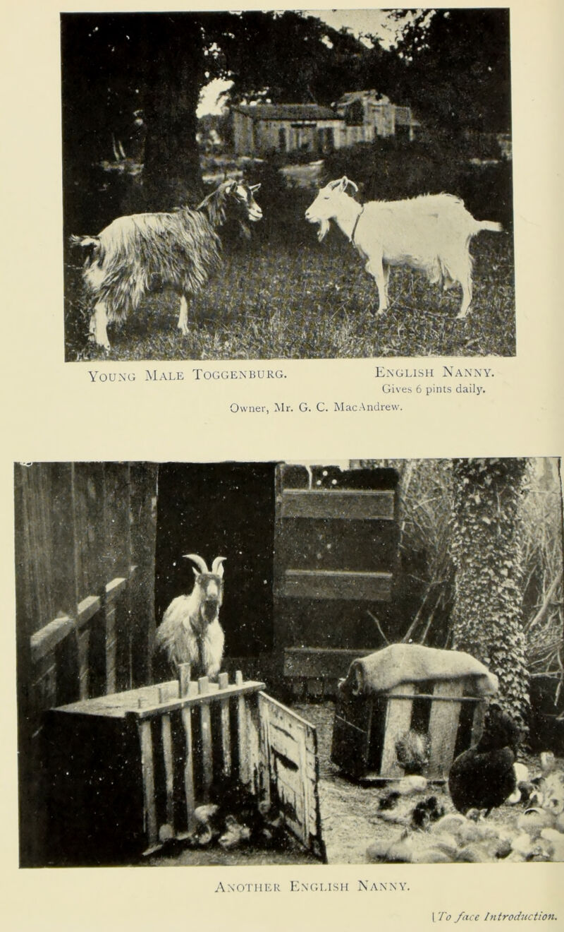 Young Male Toggenburg. Knglish Nanny. Gives 6 pints daily. Owner, Mr. G. C. MacAndrew. | To face Introduction.