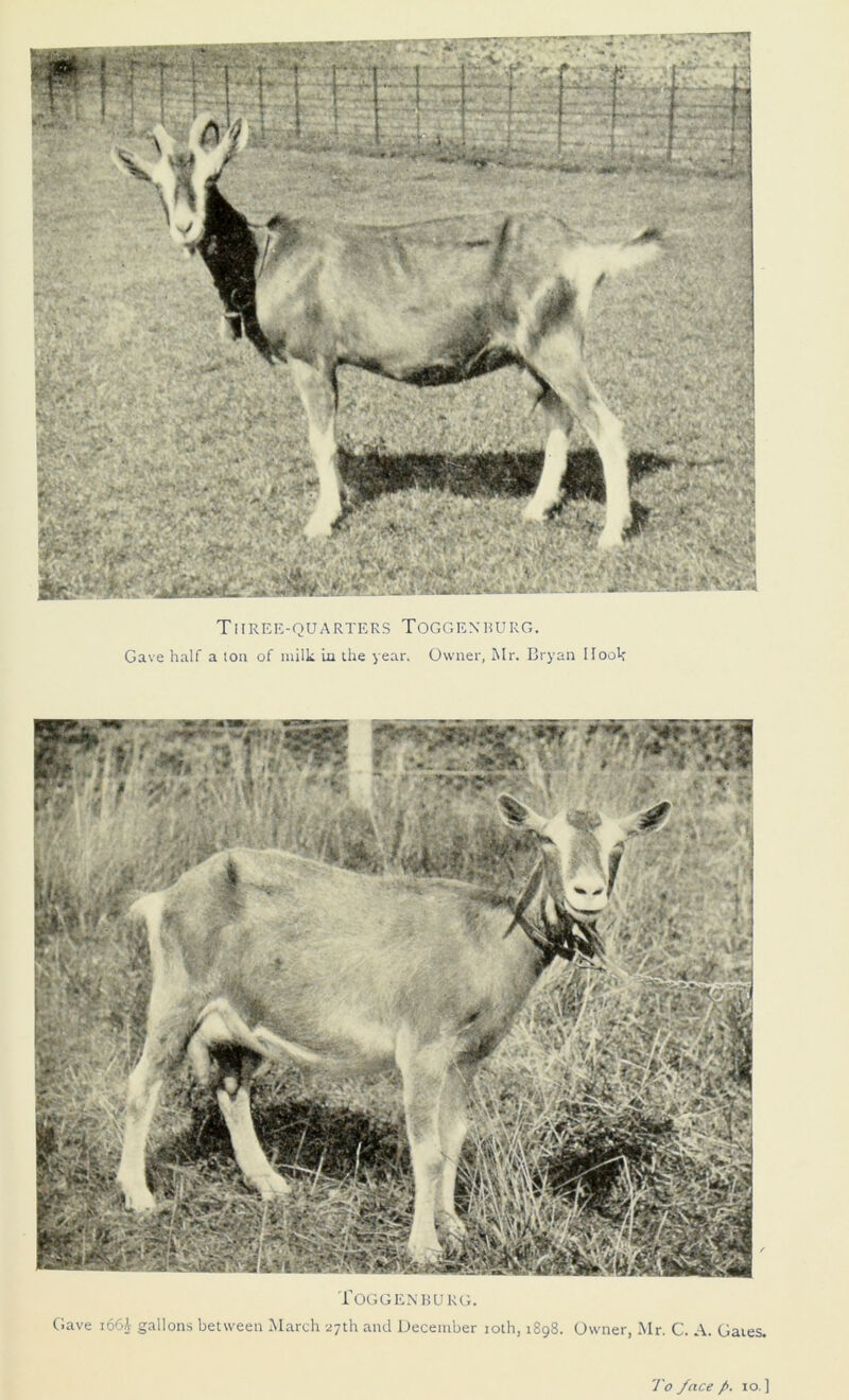 Three-quarters Toggenburg. Gave half a ton of milk in the year. Owner, Mr. Bryan Hook Toggenburg. Gave i66i gallons between March 27th and December 10th, 1898. Owner, Mr. C. A. Gates. To /ace />. 10 ]