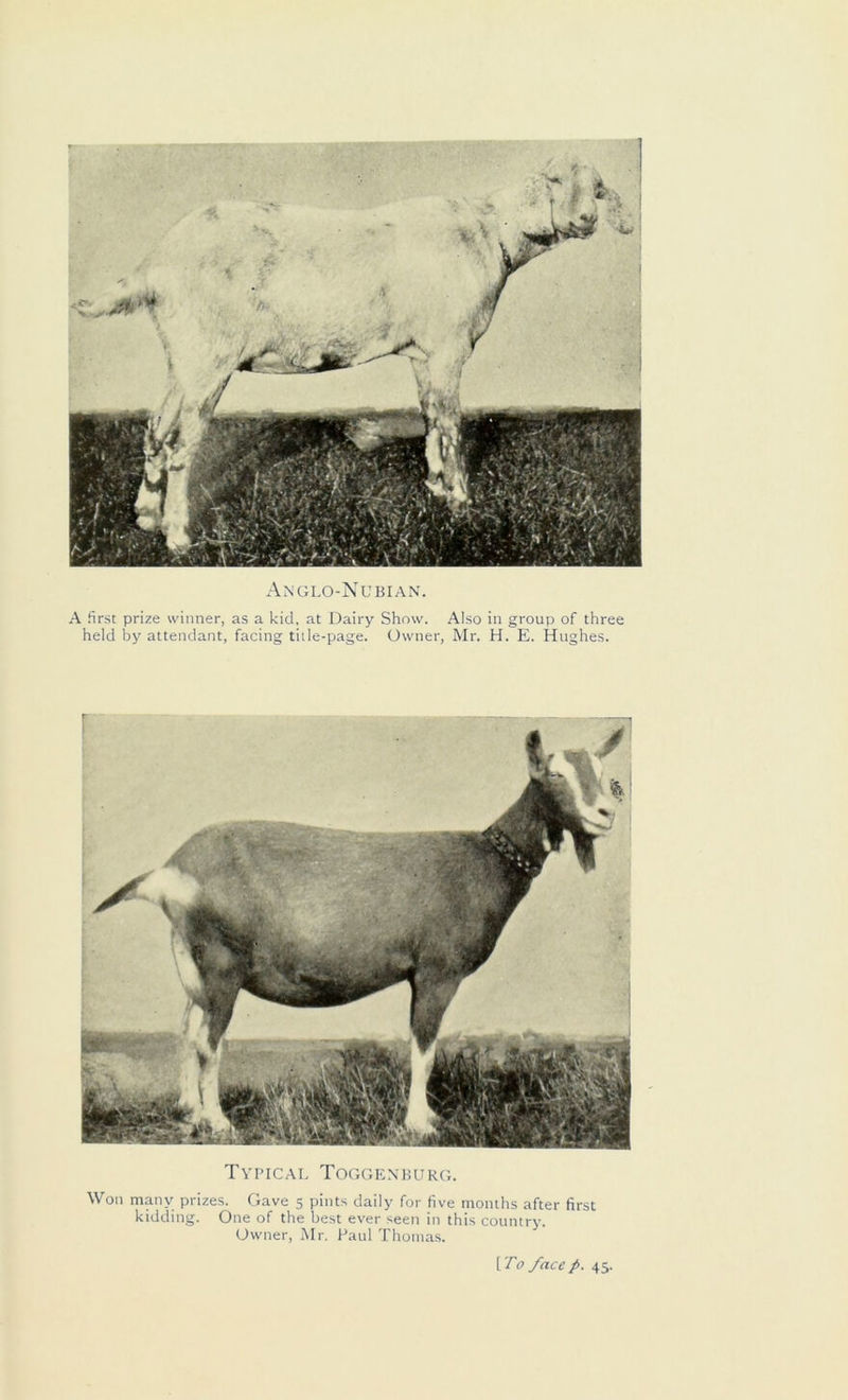 Anglo-Nubian. A first prize winner, as a kid, at Dairy Show. Also in group of three held by attendant, facing title-page. Owner, Mr. H. E. Hughes. Typical Toggenburg. Won many prizes. Gave 5 pints daily for five months after first kidding. One of the best ever seen in this country. Owner, Mr. Paul Thomas.