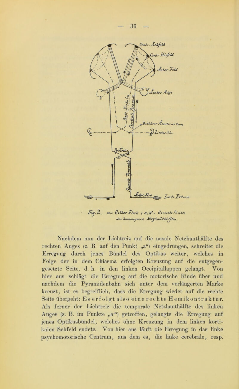 oUvJiomonyTnen rfetjAa-u tfiä/Jten Nachdem nun der Lichtreiz auf die nasale Netzhauthälfte des rechten Auges (z. B. auf den Punkt „a“) eingedrungen, schreitet die Erregung durch jenes Bündel des Optikus weiter, welches in Folge der in dem Chiasma erfolgten Kreuzung auf die entgegen- gesetzte Seite, d. h. in den linken Occipitallappen gelangt. Von hier aus schlägt die Erregung auf die motorische Rinde über und nachdem die Pyramidenbahn sich unter dem verlängerten Marke kreuzt, ist es begreiflich, dass die Erregung wieder auf die rechte Seite übergeht: Es erfolgtalso einerechteHemikontraktur. Als ferner der Lichtreiz die temporale Netzhauthälfte des linken Auges (z. B. im Punkte „a‘“) getroffen, gelangte die Erregung auf jenes Optikusbündel, welches ohne Kreuzung in dem linken korti- kalen Sehfeld endete. Von hier aus läuft die Erregung in das linke psychomotorische Centrum, aus dem es, die linke cerebrale, resp.