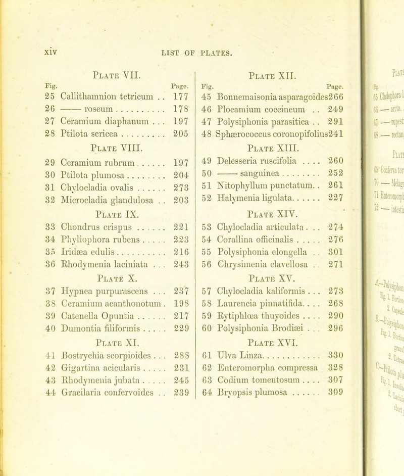 Plate YII. Pig- 25 Callitliamnion tetricum .. 26 roseum 27 Ceramium diaphanum . .. 28 Ptilota sericea Plate YIII. 29 Ceramium rubrum 30 Ptilota plumosa 31 Chylocladia ovalis 32 Microcladia glandulosa . . Plate IX. 33 Ckondrus crispus 34 Phyliophora rubens 35 Iridsea edulis 36 Bkodymenia laciniata . . . Plate X. 37 Plypnea purpurascens . .. 38 Ceramium acanthonotum. 39 Catenella Opuntia 40 Dumontia tiliformis Plate XI. 41 Bostrychia scorpioides . . . 42 Gigartina acicularis 43 Ithodymenia jubata 44 Gracilaria confervoides . . Plate XII. Pig. Page. 45 Bonnemaisonia asparagoides266 46 Plocamium coccineum . . 249 47 Polysipbonia parasitica . . 291 48 Spkau'ococcus coronopifolius241 Plate XIII. 49 Delesseria ruscifolia .... 260 50 sanguinea 252 51 Nitophyllum punctatum. . 261 52 Halymenia ligulata 227 Plate XIY. 53 Chylocladia articulata. .. 274 54 Corallina officinalis 276 55 Polysiphonia elongella . . 301 56 Chrysimenia clavellosa . 271 Plate XV. 57 Chylocladia kaliformis ... 273 58 Laurencia pinnatifida.... 268 59 Bytiphlcca thuyoides .... 290 60 Polysiphonia Brodiaei . . . 296 Plate XVI. 61 Ulva Liuza 330 62 Enteroinorpha compressa 328 63 Codium tomentosum .... 307 64 Bryopsis plumosa 309 Page. 177 178 197 205 197 204 273 203 221 223 216 243 237 198 217 229 288 231 245 239