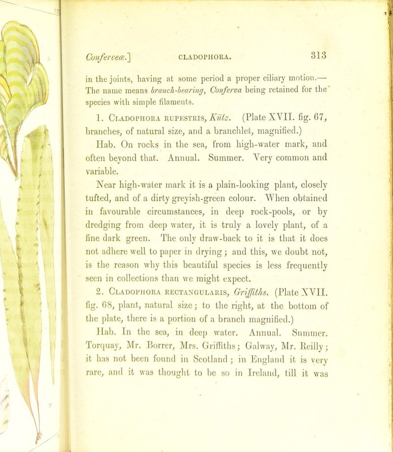 in the joints, having at some period a proper ciliary motion.— The name means branch-bearing, Conferva being retained for the species with simple filaments. 1. Cladopiiora rupkstris, Kiilz. (Plate XVII. fig. 67, branches, of natural size, and a branehlet, magnified.) Hab. On rocks in the sea, from high-water mark, and often beyond that. Annual. Summer. Very common and variable. Xear high-water mark it is a plain-looking plant, closely tufted, and of a dirty greyish-green colour. When obtained in favourable circumstances, in deep rock-pools, or by dredging from deep water, it is truly a lovely plant, of a fine dark green. The only draw-back to it is that it does not adhere well to paper in drying; and this, we doubt not, is the reason why this beautiful species is less frequently seen in collections than we might expect. 2. Cladophora rectangularis, Griffiths. (Plate XVII. fig. 68, plant, natural size; to the right, at the bottom of the plate, there is a portion of a branch magnified.) Hab. In the sea, in dee]) water. Annual. Summer. Torquay, Mr. Borrcr, Mrs. Griffiths; Galway, Mr. lleilly; it has not been found in Scotland ; in England it is very rare, and it was thought to be so in Ireland, till it was