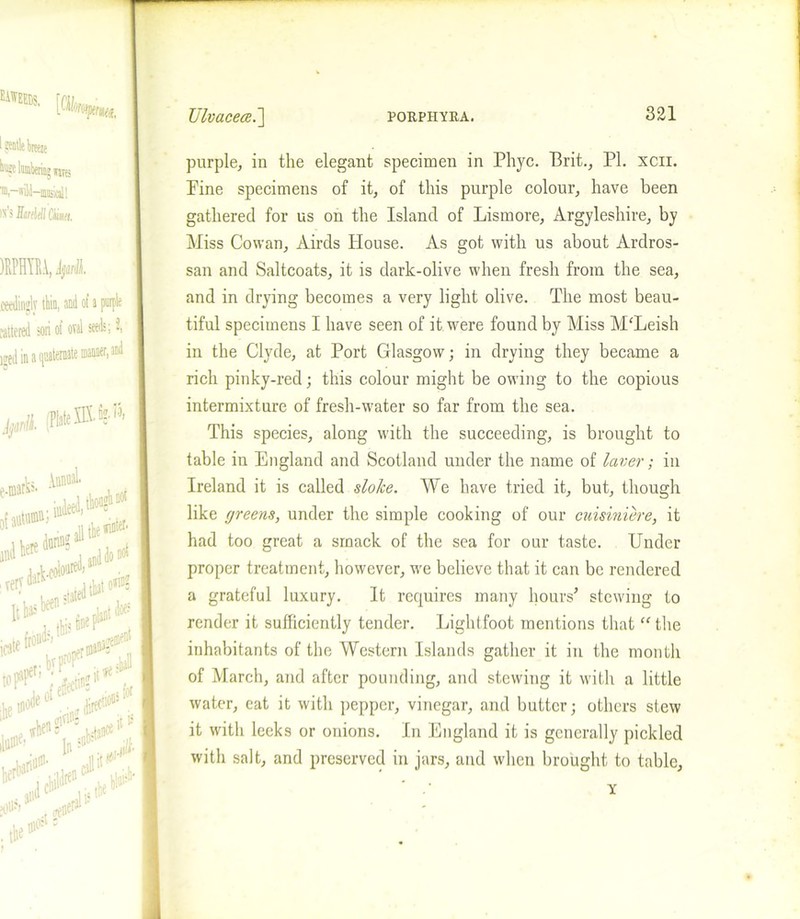 “*■ [am* 1 gentle breeze bugc lumbering wares ■id,—wild—mmical! is s JItrdtll Chism. MIM, Jjiifti ceedingly thin, nnd oi J pwpte tattered son of oval seeds; 2, I Htd in a quatemate manner, and Ulvacece.'] porpiiyra. 321 purple, in the elegant specimen in Phyc. Brit., PL xcii. Pine specimens of it, of this purple colour, have been gathered for us on the Island of Lismore, Argyleshire, by Miss Cowan, Airds House. As got with us about Ardros- san and Saltcoats, it is dark-olive when fresh from the sea, and in drying becomes a very light olive. The most beau- tiful specimens I have seen of it were found by Miss M'Leish in the Clyde, at Port Glasgow; in drying they became a rich pinky-red; this colour might be owing to the copious intermixture of fresh-water so far from the sea. This species, along with the succeeding, is brought to table in England and Scotland under the name of laver; in Ireland it is called sloke. We have tried it, but, though like greens, under the simple cooking of our cuisiniere, it had too great a smack of the sea for our taste. Under proper treatment, however, we believe that it can be rendered a grateful luxury. It requires many hours* stewing to render it sufficiently tender. Lightfoot mentions that “ the inhabitants of the Western Islands gather it in the month of March, and after pounding, and stewing it with a little water, eat it with pepper, vinegar, and butter; others stew it with leeks or onions. In England it is generally pickled with salt, and preserved in jars, and when brought to table, Y