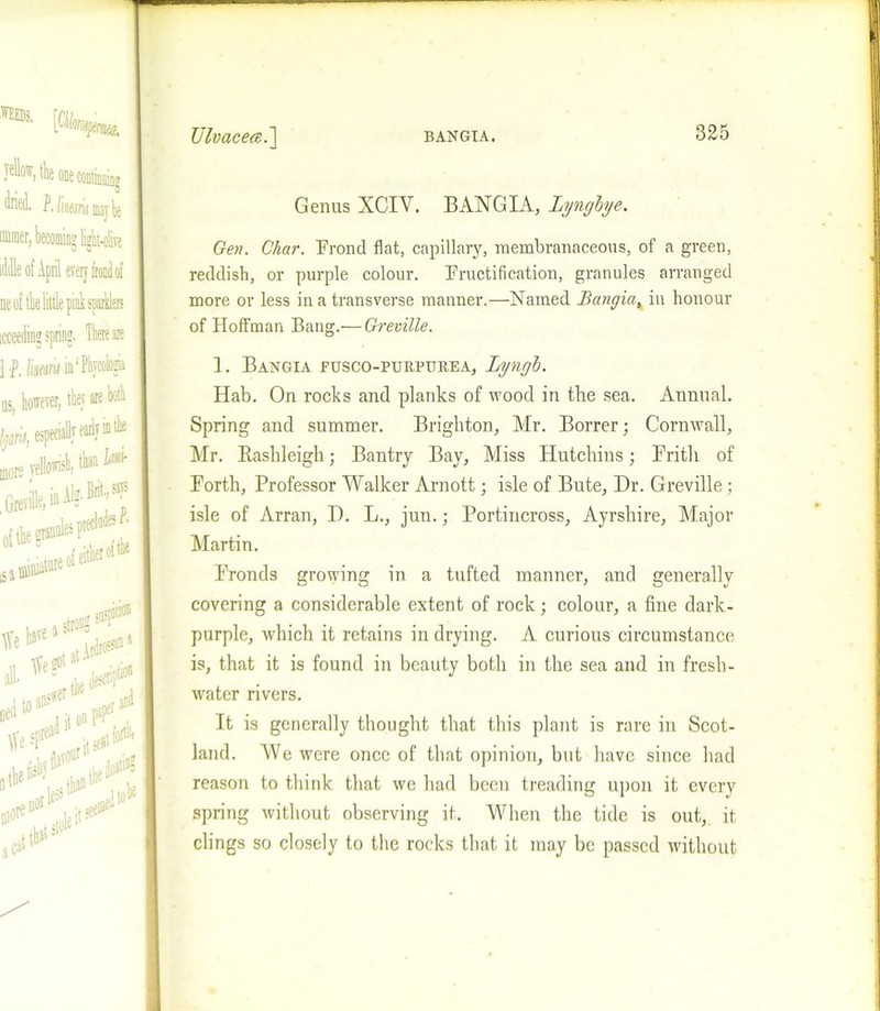 ,WI0)5, yellow, the one continuing dried. P. /inearu may be iddle of April every frond of ne of the little pink sparklers icceeding spring. There are ] l km in' Phycologia us, however, they are both /^arw, especially early m trie more yelowish, than Za*«- fia#>^eof w a strongsu- talAnlr^* 4 Weg°‘8 potion 8,1 ffer ^ j »“<,**»* tfef* .jise*1’01'1 o* nfp 1$ ‘ •! MW W ***** Genus XCIY. BANGIA, Lynglye. Gen. Char. Frond flat, capillary, membranaceous, of a green, reddish, or purple colour. Fructification, granules arranged more or less in a transverse manner.—Named Bangia, in honour of Hoffman Bang.—Greville. 1. Bangia fusco-purpitrea, Lyngh. Ilab. On rocks and planks of wood in the sea. Annual. Spring and summer. Brighton, Mr. Borrer; Cornwall, Mr. Rashleigh; Bantry Bay, Miss Hutchins; Frith of Forth, Professor Walker Arnott; isle of Bute, Dr. Greville; isle of Arran, D. L., jun.; Portincross, Ayrshire, Major Martin. Fronds growing in a tufted manner, and generally covering a considerable extent of rock; colour, a fine dark- purple, which it retains in drying. A curious circumstance is, that it is found in beauty both in the sea and in fresh- water rivers. It is generally thought that this plant is rare in Scot- land. We were once of that opinion, but have since had reason to think that we had been treading upon it every spring without observing it. When the tide is out, it clings so closely to the rocks that it may be passed without
