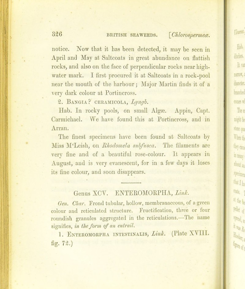 notice. Now that it has been detected, it may be seen in April and May at Saltcoats in great abundance on flattish rocks, and also on the face of perpendicular rocks near high- water mark. I first procured it at Saltcoats in a rock-pool near the mouth of the harbour; Major Martin finds it of a very dark colour at Portiucross. 2. Bangia? ceramicola, Lyngb. Hab. In rocky pools, on small Algrn. Appin, Capt. Carmichael. We have found this at Portiucross, and in Arran. The finest specimens have been found at Saltcoats by Miss M'Leish, on Rhoclomela subfusca. The filaments are very fine and of a beautiful rose-colour. It appears in August, and is very evanescent, for in a few days it loses its fine colour, and soon disappears. Genus XCV. ENTEROMORPHA, Link. Gen. Char. Frond tubular, hollow, membranaceous, of a green colour and reticulated structure. Fructification, three or four roundish granules aggregated in the reticulations.—The name signifies, in the form of an entrail. 1. Enteromorpiia intestinalis, Link. (Plate XVIII. fig. 72.)