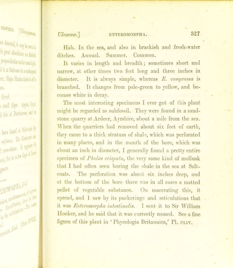 en detected,it maybeieeaia 111 ?reat abundance on flatti perpendicular rocks nearhigh. d it at Saltcoats in a rock-pool ur; Major Martin finds it of a )$3. i small % APF' CaPL (| tin's at Portincross, and in bn tail *»** The filaments are X? Ifjj 1 1 rose-colour. I1 : ppeafr r ,,-tificat10”’ IV 0 til. L (P^- # Ulvaceal] Hab. In the sea, and also in brackish and fresh-water ditches. Annual. Summer. Common. It varies in length and breadth; sometimes short and narrow, at other times two feet long and three inches in diameter. It is always simple, whereas E. compressa is branched. It changes from pale-green to yellow, and be- comes white in decay. The most interesting specimens I ever got of this plant might be regarded as subfossil. They were found in a sand- stone quarry at Ardeer, Ayrshire, about a mile from the sea. When the quarriers had removed about six feet of earth, they came to a thick stratum of shale, which was perforated in many places, and in the mouth of the bore, which was about an inch in diameter, I generally found a pretty entire specimen of Ekolas crispala, the very same kind of mollusk that I had often seen boring the shale in the sea at Salt- coats. The perforation was about six inches deep, and at the bottom of the bore there was in all cases a matted pellet of vegetable substance. On macerating this, it spread, and I saw by its puckerings and reticulations that it was Enteromorpha inlesllnalis. 1 sent it to Sir William Hooker, and he said that it was correctly named. See a fine figure of this plant in f Phycologia Britannica/ PI. cliv.