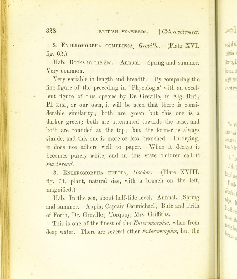 2. Enteromorpha compressa, Greville. (Plate XYI. fig. 62.) Hab. Rocks in the sea. Animal. Spring and summer. Yery common. Arery variable in length and breadth. By comparing tlie fine figure of the preceding in ‘ Phycologia’ with an excel- lent figure of this species by Dr. Greville, in Alg. Brit., PI. xix., or our own, it will be seen that there is consi- derable similarity; both are green, but this one is a darker green; both are attenuated towards the base, and both are rounded at the top; but the former is always simple, and this one is more or less branched. In drying, it does not adhere well to paper. When it decays it becomes purely white, and in this state children call it sea-threacl. 3. Enteromorpha erecta, HooTcer. (Plate XYIII. fig. 71, plant, natural size, with a branch on the left, magnified.) Hab. In the sea, about half-tide level. Annual. Spring and summer. Appin, Captain Carmichael; Bute and Erith of Eorth, Dr. Greville; Torquay, Mrs. Griffiths. This is one of the finest of the Enteromorpha, when from deep water. There are several other Enteromorpha, but the