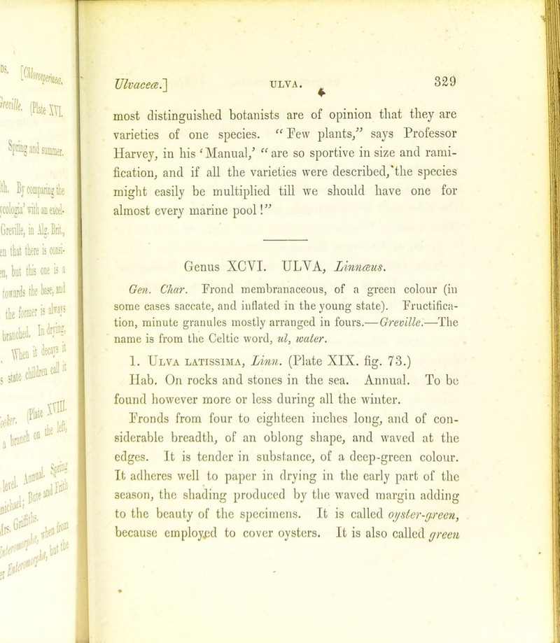 t most distinguished botanists are of opinion that they are varieties of one species. “ Few plants/5 says Professor Harvey, in his ‘ Manual/ “ are so sportive in size and rami- fication, and if all the varieties were described/the species might easily be multiplied till we should have one for almost every marine pool \ ” Genus XCYI. ULArA, Linnceus. Gen. Char. Frond membranaceous, of a green colour (in some cases saccate, and inflated in the young state). Fructifica- tion, minute granules mostly arranged in fours.— Greville.—The name is from the Celtic word, ul, water. 1. Ulva latissima, Linn. (Plate XIX. fig. 73.) Ilab. On rocks and stones in the sea. Annual. To be found however more or less during all the winter. Pronds from four to eighteen inches long, and of con- siderable breadth, of an oblong shape, and waved at the edges. It is tender in substance, of a deep-green colour. It adheres well to paper in drying in the early part of the season, the shading produced by the waved margin adding to the beauty of the specimens. It is called oyster-green, because employed to cover oysters. It is also called green