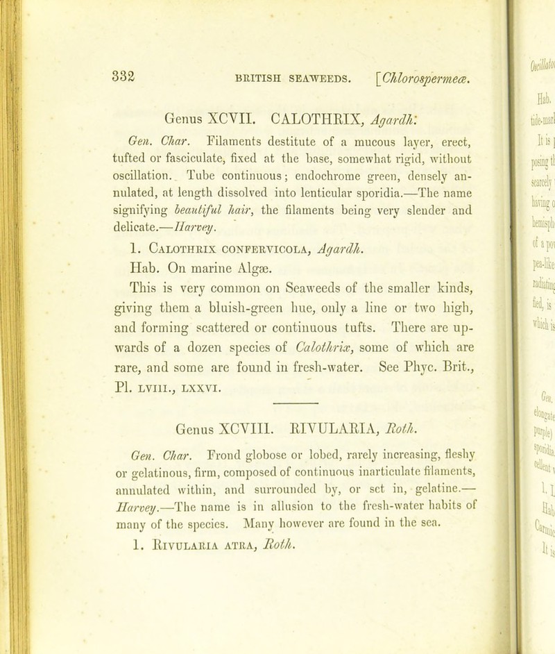 Genus XCYII. CALOTHRIX, Agardh: Gen. Char. Filaments destitute of a mucous layer, erect, tufted or fasciculate, fixed at the base, somewhat rigid, without oscillation. Tube continuous; endochrorae green, densely an- nulated, at length dissolved into lenticular sporidia.—The name signifying beautiful hair, the filaments being very slender and delicate.—Haney. 1. Calothrix confervicola, Agardh. Hab. On marine Algae. This is very common on Seaweeds of the smaller kinds, giving them a bluish-green hue, only a line or two high, and forming scattered or continuous tufts. There are up- wards of a dozen species of Calothrix, some of which are rare, and some are found in fresh-water. See Phyc. Brit., PI. LVI1I., lxxvi. Genus XCVII1. RIYULARIA, Both. Gen. Char. Frond globose or lobed, rarely increasing, fleshy or gelatinous, firm, composed of continuous inarticulate filaments, annulated within, and surrounded by, or set in, gelatine.— Harvey.—The name is in allusion to the fresh-water habits of many of the species. Many however are found in the sea. 1. RlVULARIA ATRA, Roth.