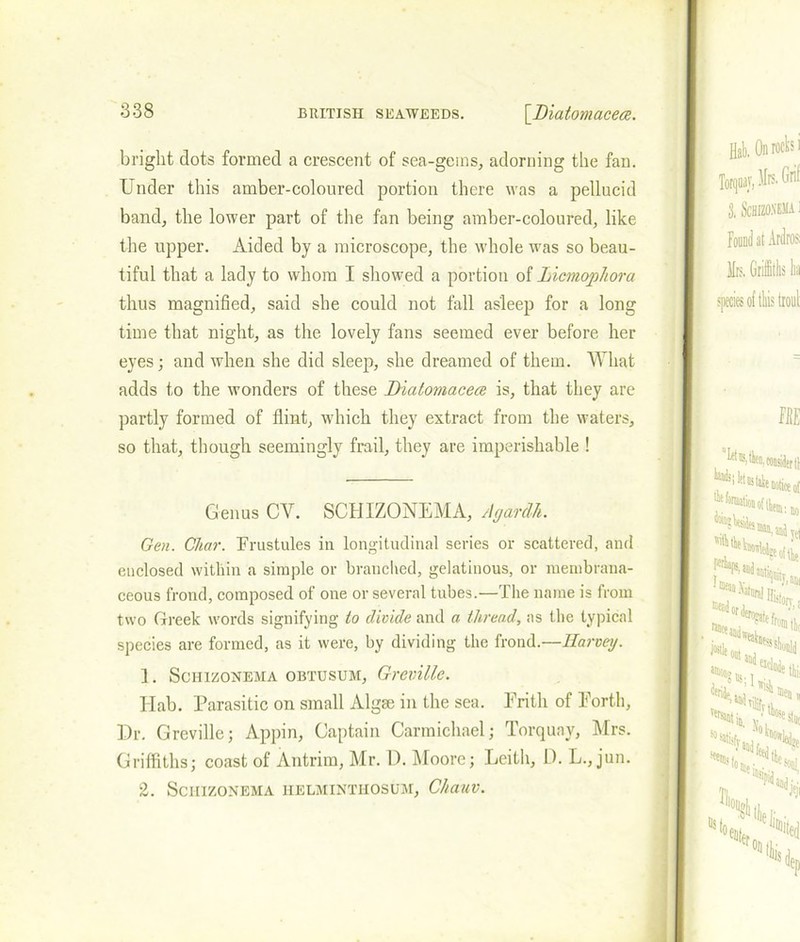 bright dots formed a crescent of sea-gems, adorning the fan. Under this amber-coloured portion there was a pellucid band, the lower part of the fan being amber-coloured, like the upper. Aided by a microscope, the whole was so beau- tiful that a lady to whom I showed a portion of Licmophora thus magnified, said she could not fall asleep for a long time that night, as the lovely fans seemed ever before her eyes; and when she did sleep, she dreamed of them. What adds to the wonders of these Diatomacece is, that they are partly formed of flint, which they extract from the waters, so that, though seemingly frail, they are imperishable ! Genus CY. SCHIZONEMA, Agardk. Gen. Char. Erustules in longitudinal series or scattered, and enclosed within a simple or branched, gelatinous, or membrana- ceous frond, composed of one or several tubes.—The name is from two Greek words signifying to divide and a thread, as the typical species are formed, as it were, by dividing the frond.—Harvey. ] . SCHIZONEMA OBTUSUM, GrCVlllc. Hab. Parasitic on small Algse in the sea. Frith of Forth, Dr. Greville; Appin, Captain Carmichael; Torquay, Mrs. Griffiths; coast of Antrim, Mr. D. Moore; Leith, D. L., jun. 2. SCHIZONEMA HELMINTHOSUM, ChaUV.