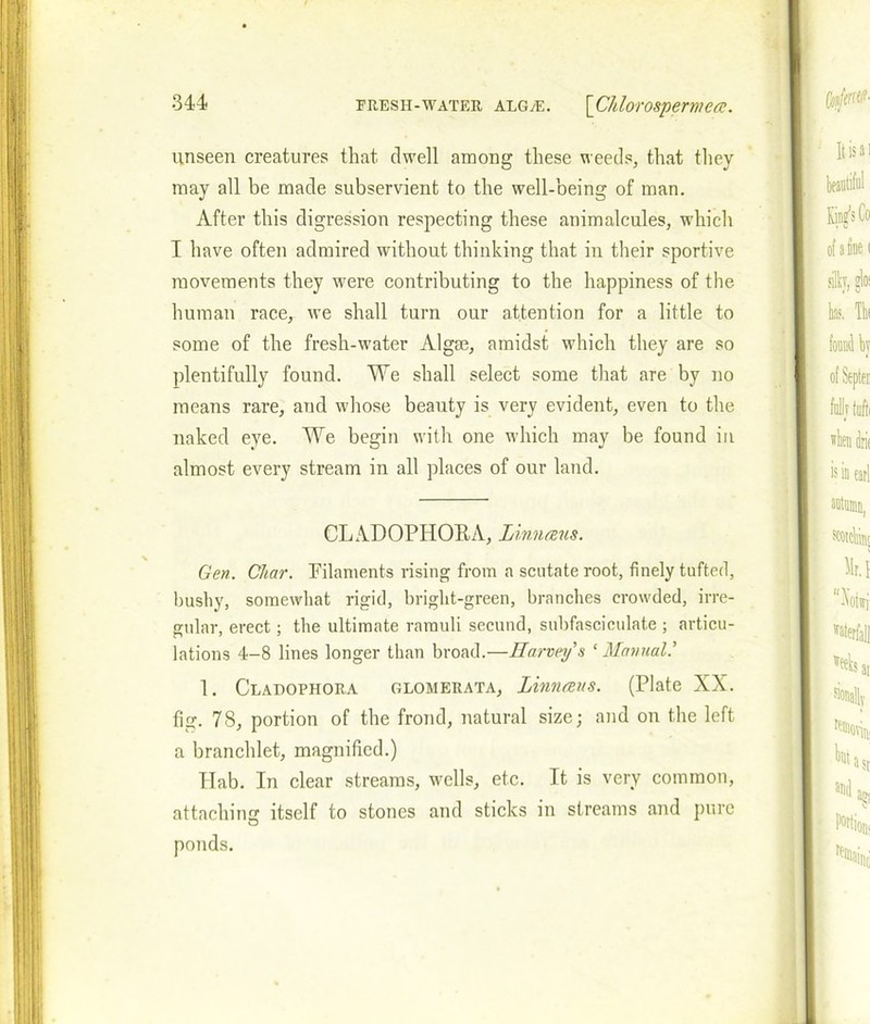 unseen creatures that dwell among these weeds, that they may all be made subservient to the well-being of man. After this digression respecting these animalcules, which I have often admired without thinking that in their sportive movements they were contributing to the happiness of the human race, we shall turn our attention for a little to some of the fresh-water Algae, amidst which they are so plentifully found. We shall select some that are by no means rare, and whose beauty is very evident, even to the naked eye. We begin with one which may be found in almost every stream in all places of our land. CLADOPHORA, Linnaeus. Gen. Char. Filaments rising from a scutate root, finely tufted, bushy, somewhat rigid, bright-green, branches crowded, irre- gular, erect; the ultimate rarauli secund, subfascieulate ; articu- lations 4—8 lines longer than broad.—Harvey's ‘ Manual.' 1. Cladophora glomerata, Linnaeus. (Plate XX. fig. 78, portion of the frond, natural size; and on the left a branchlet, magnified.) Hab. In clear streams, wells, etc. It is very common, attaching itself to stones and sticks in streams and pure O ponds.