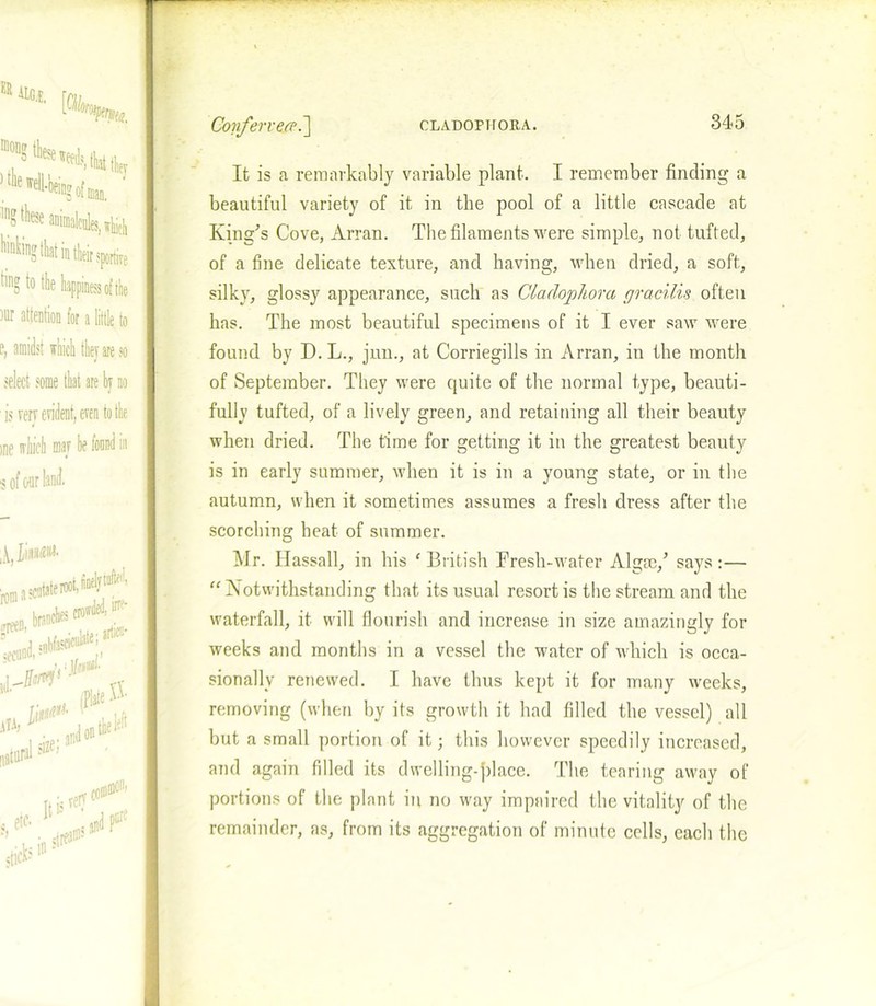Confer vetr.'] It is a remarkably variable plant. I remember finding a beautiful variety of it in the pool of a little cascade at King's Cove, Arran. The filaments were simple, not tufted, of a fine delicate texture, and having, when dried, a soft, silky, glossy appearance, such as Cladophora gracilis often has. The most beautiful specimens of it I ever saw were found by D. L., jun., at Corriegills in Arran, in the month of September. They were quite of the normal type, beauti- fully tufted, of a lively green, and retaining all their beauty when dried. The time for getting it in the greatest beauty is in early summer, when it is in a young state, or in the autumn, when it sometimes assumes a fresh dress after the scorching heat of summer. Mr. Hassall, in his ‘British Fresh-water Algae/ says: — “Notwithstanding that its usual resort is the stream and the waterfall, it will flourish and increase in size amazingly for weeks and months in a vessel the water of which is occa- sionally renewed. I have thus kept it for many weeks, removing (when by its growth it had filled the vessel) all but a small portion of it; this however speedily increased, and again filled its dwelling-jdace. The tearing away of portions of the plant in no way impaired the vitality of the remainder, as, from its aggregation of minute cells, each the