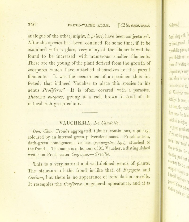 analogue of the other, might, a priori, have been conjectured. After the species has been confined for some time, if it be examined with a glass, very many of the filaments will be found to be increased with numerous smaller filaments. These are the young of the plant derived from the growth of zoospores which have attached themselves to the parent filaments. It was the occurrence of a specimen thus in- fested, that induced Vaucher to place this species in his genus Prolifer a” It is often covered with a parasite, Diatoma vulgare, giving it a rich brown instead of its natural rich green colour. VAUCHERIA, l)e Candolle. Gen. Char. Fronds aggregated, tubular, continuous, capillary, coloured by an internal green pulverulent mass. Fructification, dark-green homogeneous vesicles (coniocysta?, Ag.), attached to the frond.—The name is in honour of M. Vaucher, a distinguished writer on Fresh-water Confervce.—Greville. This is a very natural and well-defined genus of plants. The structure of the frond is like that of Bryopsis and Codium, but there is no appearance of reticulation or cells. It resembles the Conferva in general appearance, and it is