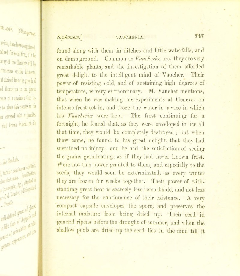 Siphoned.] VAUCHEKIA. 847 ® itGi, rpil ^havebeenconjectDRd. nSned for some time, if it be ®anyof the filaments will fie numerous smaller filaments, mt derived from the growth of ed themselves to the parent Mice of a specimen tins in- • to place this species in his en covered with a parasite, rid Inn »«l 'f 111 capiW' prfcaW jlveml^®35 ’ . 3itach«t w nro' ,Gi ,ed? ns 01 plint?- rJli id ffell*defini found along with them in ditches and little waterfalls, and on damp ground. Common as Vaucherid are, they are very remarkable plants, and the investigation of them afforded great delight to the intelligent mind of Yaucher. Their power of resisting cold, and of sustaining high degrees of temperature, is very extraordinary. M. Yaucher mentions, that when he was making his experiments at Geneva, an intense frost set in, and froze the water in a vase in which his Vaucherid were kept. The frost continuing for a fortnight, he feared that, as they were enveloped in ice all that time, they would be completely destroyed ; but when thaw came, he found, to his great delight, that they had sustained no injury; and he had the satisfaction of seeing the grains germinating, as if they had never known frost. Were not this power granted to them, and especially to the seeds, they would soon be exterminated, as every winter they are frozen for weeks together. Their power of with- standing great heat is scarcely less remarkable, and not less necessary for the continuance of their existence. A very compact capsule envelopes the spore, and preserves the internal moisture from being dried up. Their seed in general ripens before the drought of summer, and when the shallow pools are dried up the seed lies in the mud till it