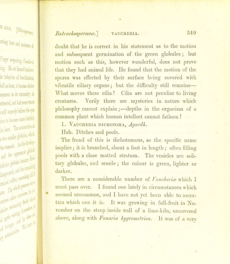 [as* ™»S fet a»d Nsllm S” respecting Fwlmi 'a- He set himself unirner- i tubercles of fructidcation, alt’ an hour, it became darker sparent at its extremity; in i •arcelv believe his eyes become more decided, , The contraction at 4 »*** i«t 21 lie ba* ^ ,d ttieremaiDicg lie ptoce^oCC' L/iiit rcasi°ns! .iw**8, Batrachosj)ermece.~\ yaucheeia. doubt that he is correct in his statement as to the motion and subsequent germination of the green globules; but motion such as this, however wonderful, does not prove that they had animal life. He found that the motion of the spores was effected by their surface being covered with vibratile ciliary organs; but the difficulty still remains— What moves these cilia? Cilia are not peculiar to living creatures. Verily there are mysteries in nature which philosophy cannot explain;—depths in the organism of a common plant which human intellect cannot fathom ! 1. Vaucheria dichotoma, Agardli. Hab. Ditches and pools. The frond of this is dichotomous, as the specific name implies; it is branched, about a foot in length ; often filling pools with a close matted stratum. The vesicles are soli- tary globules, and sessile; the colour is green, lighter or darker. There are a considerable number of Vaucheria which 1 must pass over. I found one lately in circumstances which seemed uncommon, and I have not yet been able to ascer- tain which one it is. It was growing in full-fruit in No- vember on the steep inside wall of a lime-kiln, uncovered above, along with Funaria hygromelrica. It was of a verv