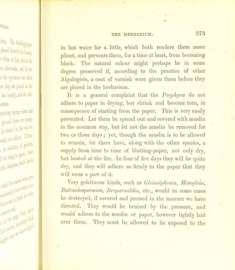 in hot water for a little, which both renders them more pliant, and prevents them, for a time at least, from becoming black. The natural colour might perhaps be in some degree preserved if, according to the practice of other Algologists, a coat of varnish were given them before they are placed in the herbarium. It is a general complaint that the Porphgra: do not adhere to paper in drying, but shrink and become torn, in consequence of starting from the paper. This is very easily prevented. Let them be spread out and covered with muslin in the common way, but let not the muslin be removed for two or three days; yet, though the muslin is to be allowed to remain, let them have, along with the other species, a supply from time to time of blotting-paper, not only dry, but heated at the fire. In four of five days they will be quite dry, and they will adhere so firmly to the paper that they will seem a part of it. Very gelatinous kinds, such as Gloiosiphonia, Mesogloia, Batrachospermnm, Braparnaldia, etc., would in some cases be destroyed, if covered and pressed in the manner we have directed. They would be bruised by the pressure, and would adhere to the muslin or paper, however lightly laid over them. They must be allowed to lie exposed to the