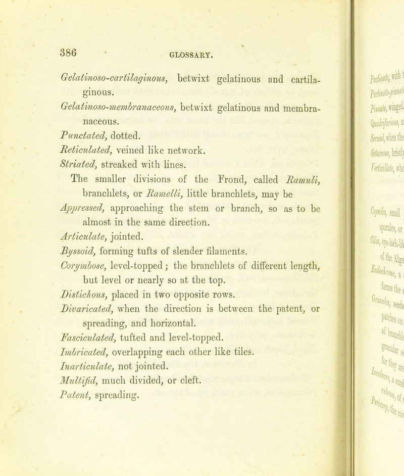 Gelatinoso-cartilaginous, betwixt gelatinous and cartila- ginous. Gelatinoso-membranaceous, betwixt gelatinous and membra- naceous. Punctated, dotted. Reticulated, veined like network. Striated, streaked with lines. The smaller divisions of the Frond, called Ramuli, branchlets, or Ramelli, little branchlets, may be Appressed, approaching the stem or branch, so as to be almost in the same direction. Articulate, jointed. Byssoid, forming tufts of slender fdaments. Corymbose, level-topped; the branchlets of different length, but level or nearly so at the top. Distichous, placed in two opposite rows. Divaricated, when the direction is between the patent, or spreading, and horizontal. Fasciculated, tufted and level-topped. Rubricated, overlapping each other like tiles. Inarticulate, not jointed. Multijid, much divided, or cleft. Patent, spreading.