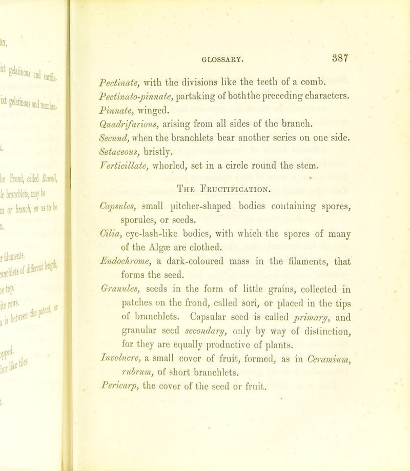 Pectinate, with the divisions like the teeth of a comb. Pectinato-pinnate, partaking of both the preceding characters. Pinnate, winged. Quadrifarious, arising from all sides of the branch. Secnnd, when the branchlets bear another series on one side. Setaceous, bristly. Verticillate, whorled, set in a circle round the stem. The Tkuctieication. Capsules, small pitcher-shaped bodies containing spores, sporuies, or seeds. Cilia, eye-lash-like bodies, with which the spores of many of the Algae are clothed. Endochrome, a dark-coloured mass in the filaments, that forms the seed. Granules, seeds in the form of little grains, collected in patches on the frond, called sori, or placed in the tips of branchlets. Capsular seed is called primary, and granular seed secondary, only by way of distinction, for they are equally productive of plants. Involucre, a small cover of fruit, formed, as in Ceramium, rubrum, of short branchlets. Pericarp, the cover of the seed or fruit.