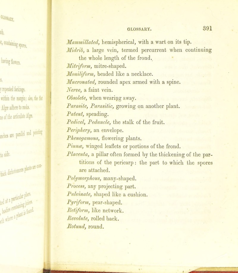 ub. :e> containing spores. having flowers, S, y repeated forkings, within the margin; also, the flat Ak adhere to rods, ns of the articulate Algse. inches are parallel and panting to side. con'aiDlD?J'!'Cj. GLOSSARY. 391 Mammillated, hemispherical, with a wart on its tip. Midrib, a large vein, termed percurrent when continuing the whole length of the frond. Mitriform, mitre-shaped. Moniliform, beaded like a necklace. Mucronated, rounded apex armed with a spine. Nerve, a faint vein. Obsolete, when wearing away. Parasite, Parasitic, growing on another plant. Patent, speading. Pedicel, Peduncle, the stalk of the fruit. Periphery, an envelope. Phenogamous, flowering plants. Pinna, winged leaflets or portions of the frond. Placenta, a pillar often formed by the thickening of the par- titions of the pericarp: the part to which the spores are attached. Polymorphous, many-shaped. Process, any projecting part. Pulvinale, shaped like a cushion. Pyriform, pear-shaped. Itetform, like network. Revolute, rolled back. Rotund, round. *