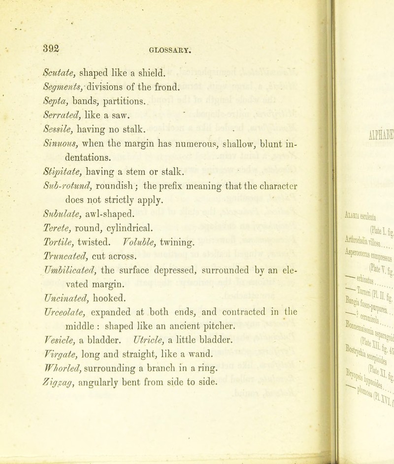 Scutate, shaped like a shield. Segments,-divisions of the frond. Septa, bands, partitions. Serrated, like a saw. Sessile, having no stalk. Sinuous, when the margin has numerous, shallow, blunt in- dentations. Stipitate, having a stem or stalk. Sub-rotund, roundish; the prefix meaning that the character does not strictly apply. Subulate, awl-shaped. Terete, round, cylindrical. Tortile, twisted. Voluble, twining. Truncated, cut across. Umbilicated, the surface depressed, surrounded by an ele- vated margin. Uncinated, hooked. Urceolate, expanded at both ends, and contracted in the middle : shaped like an ancient pitcher. Vesicle, a bladder. TJtricle, a little bladder. Virgate, long and straight, like a wand. Whorled, surrounding a branch in a ring. Zigzag, angularly bent from side to side.