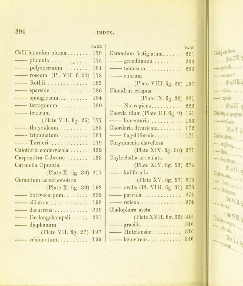 304- Callithamnion pluma pluraula .. polyspermum roseum (PI. YII. f. 2(5) llothii sparsum spongiosum . tetragon um tetrioum (Plate VII. fig. 25) tlvuyoideum.. . „ tripinnatum Turneri Calothrix confervicola Carpomitra Cabrerse Catenella Opuntia (Plate X. fig. 39) Ceramium acanthonotum (Plate X. fig. 39) botryocarpum ciliatum decurrens Dcslongcliarapsii diapbanum (Plate VII. fig. 27) echionotum r\0E Ceramium fastigiatum 201 gracillimum 200 nodosum 200 rubrum (Plate VIII. fig. 29) 197 Chondrus crispus (Plate IX. fig. S3) 221 Norvegicus 222 Chorda filum (Plate III. fig. 9) 151 lomentaria 153 Chordaria divaricata 172 flagelliformis 171 Chrysimenia clavellosa (Plate XIV. fig. 56) 271 Chylocladia articulate (Plate XIV. fig. 53) 271 kaliformis (Plate XV. fig. 57) 273 ovalis (PI. VIII. fig. 31) 273 parvula 274 reficxa 274 Cladophora arcta (Plate XVII. fig. 66) 315 gracilis 816 Hutchinsice 316 lestovirens 316 TAGE 179 175 181 178 185 186 184. 180 177 183 1S1 179 332 133 217 198 202 198 200 201 197 199